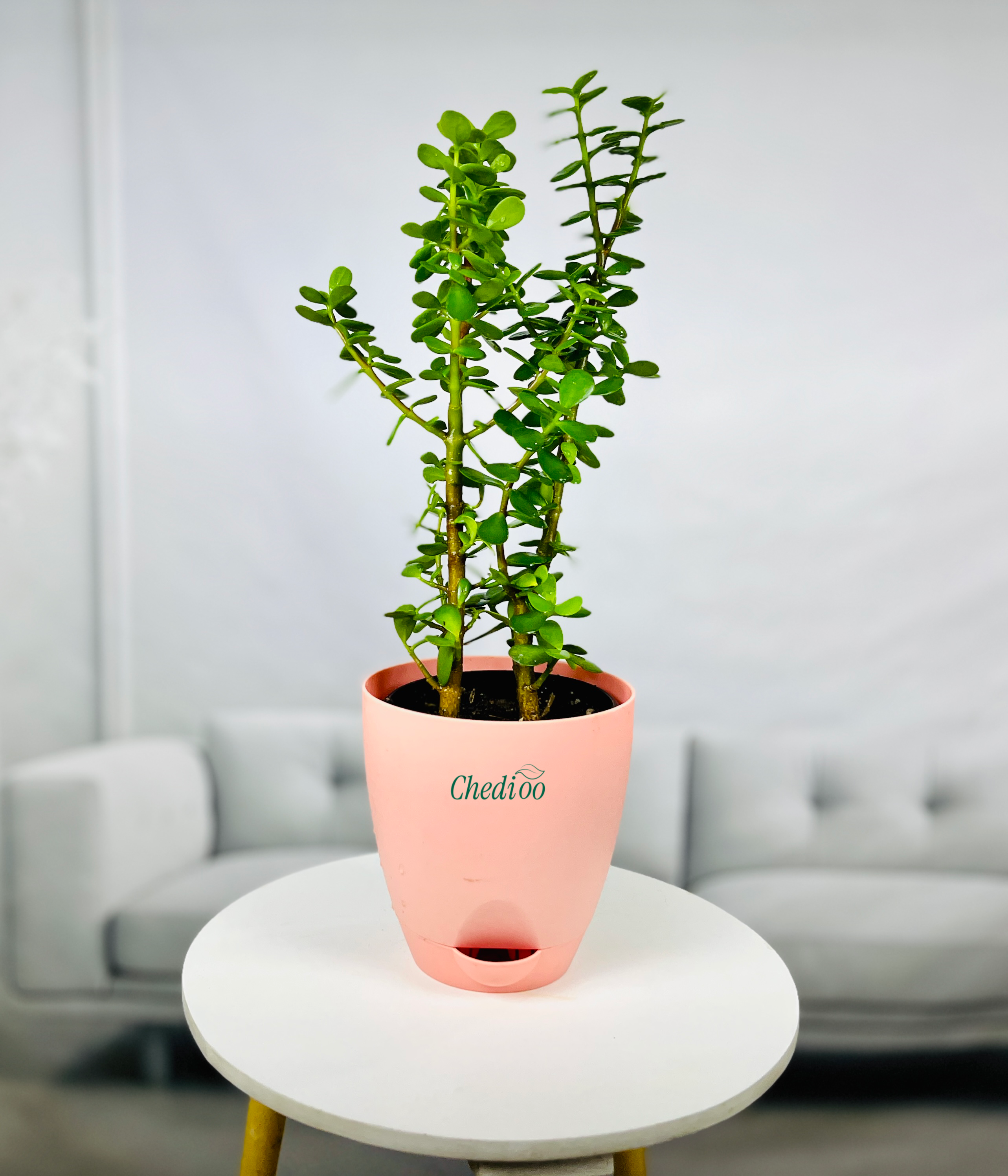 Jade Plant Mini