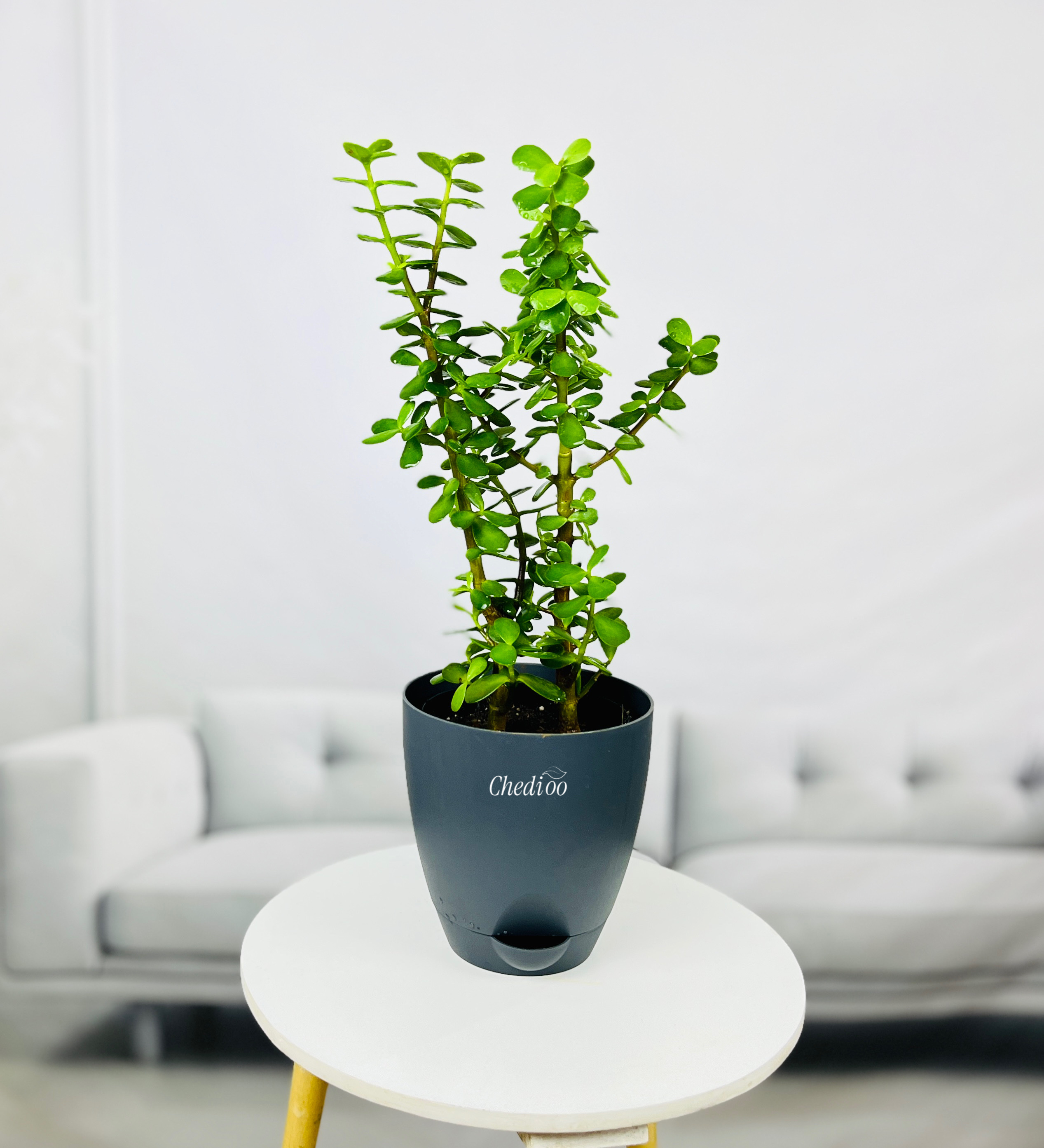 Jade Plant Mini