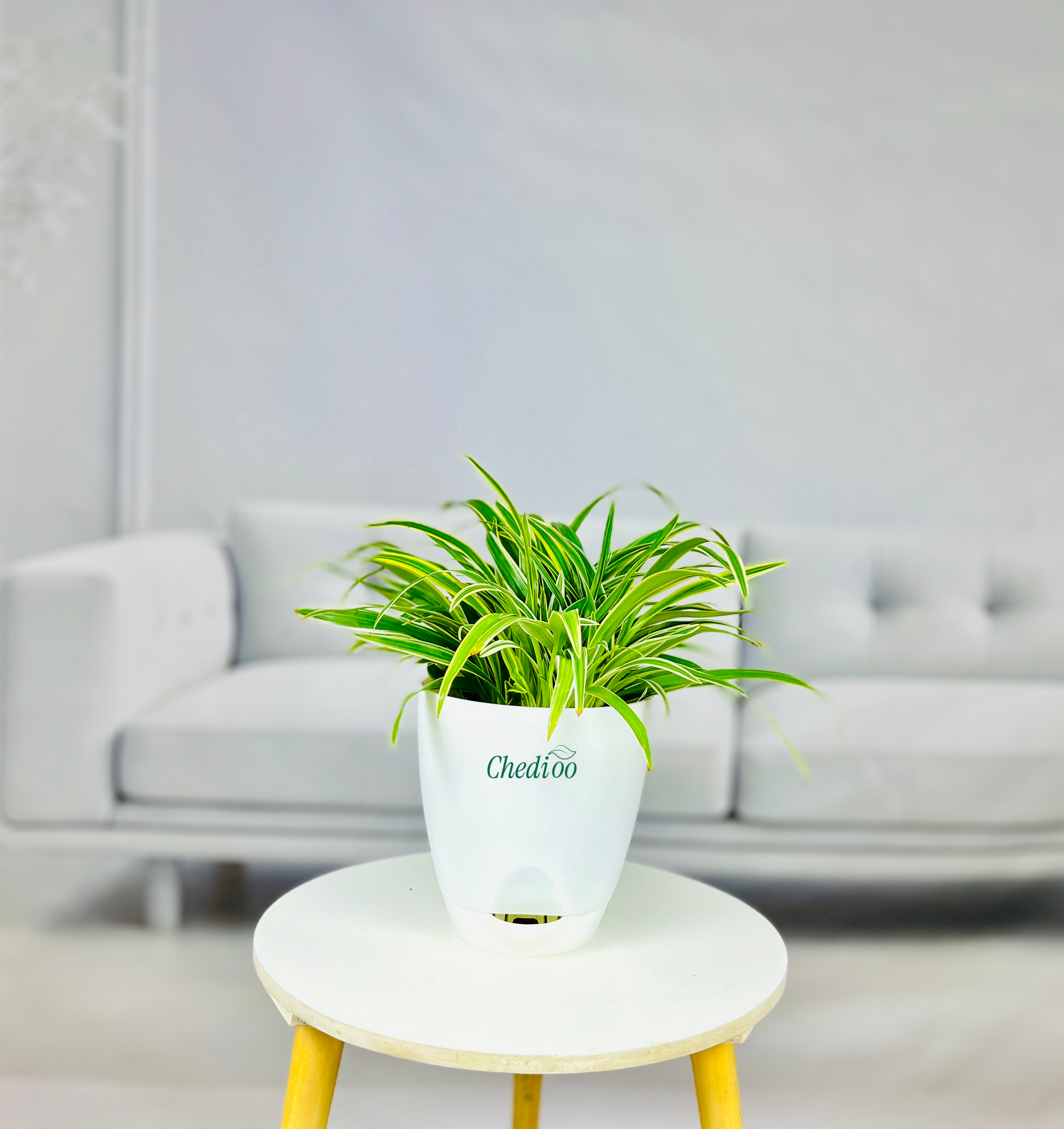 Spider Plant