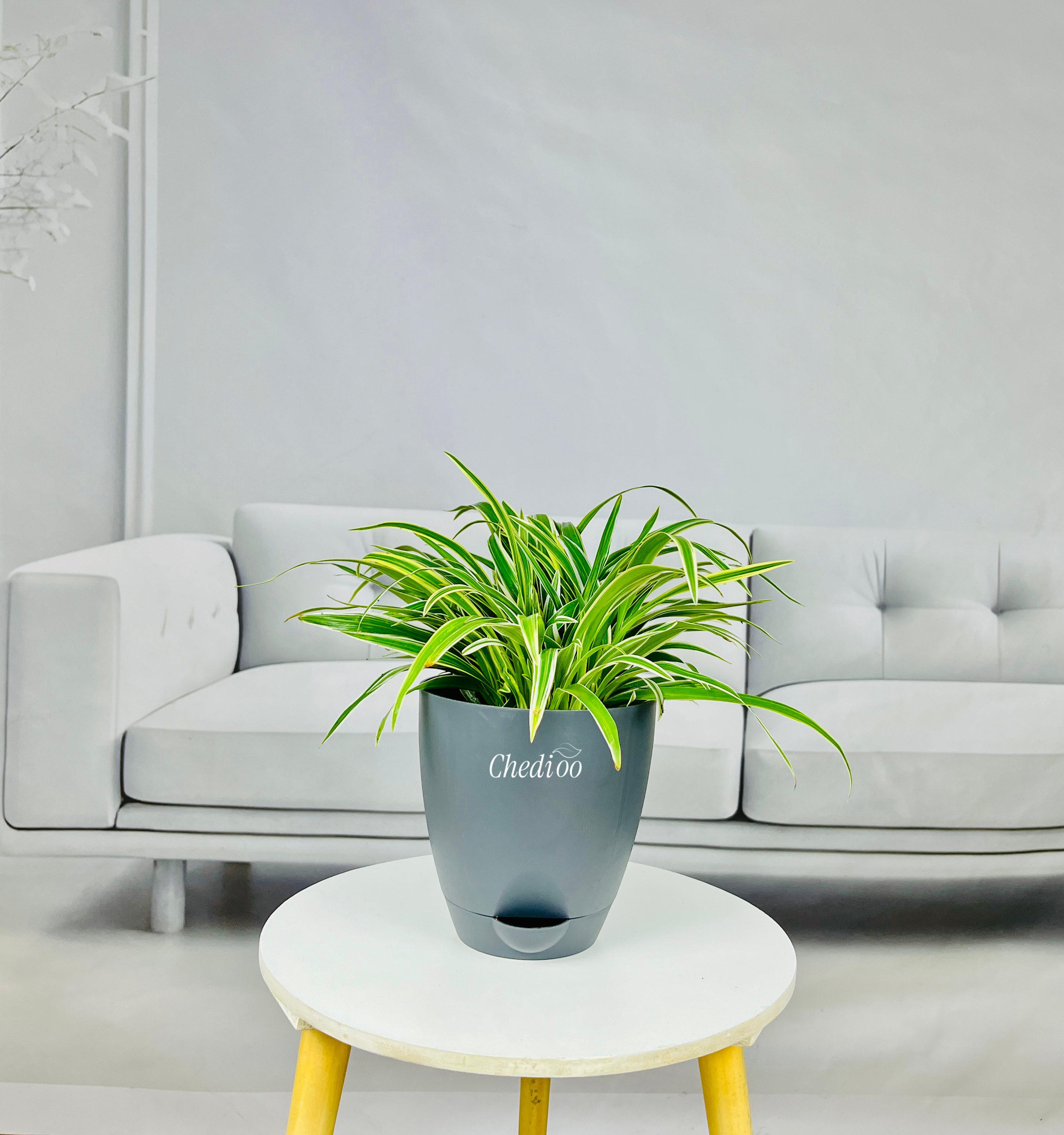 Spider Plant