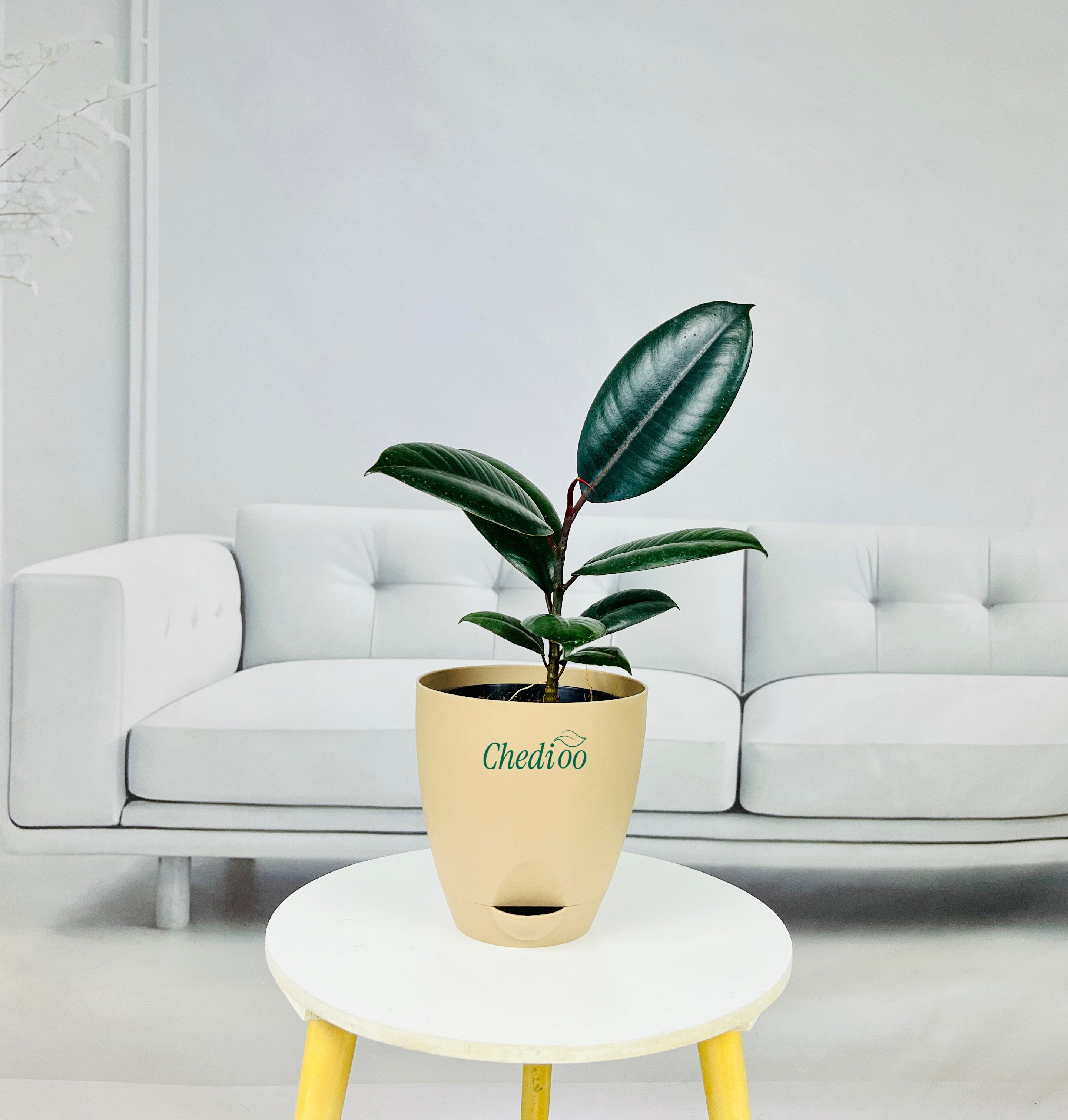 Rubber Plant