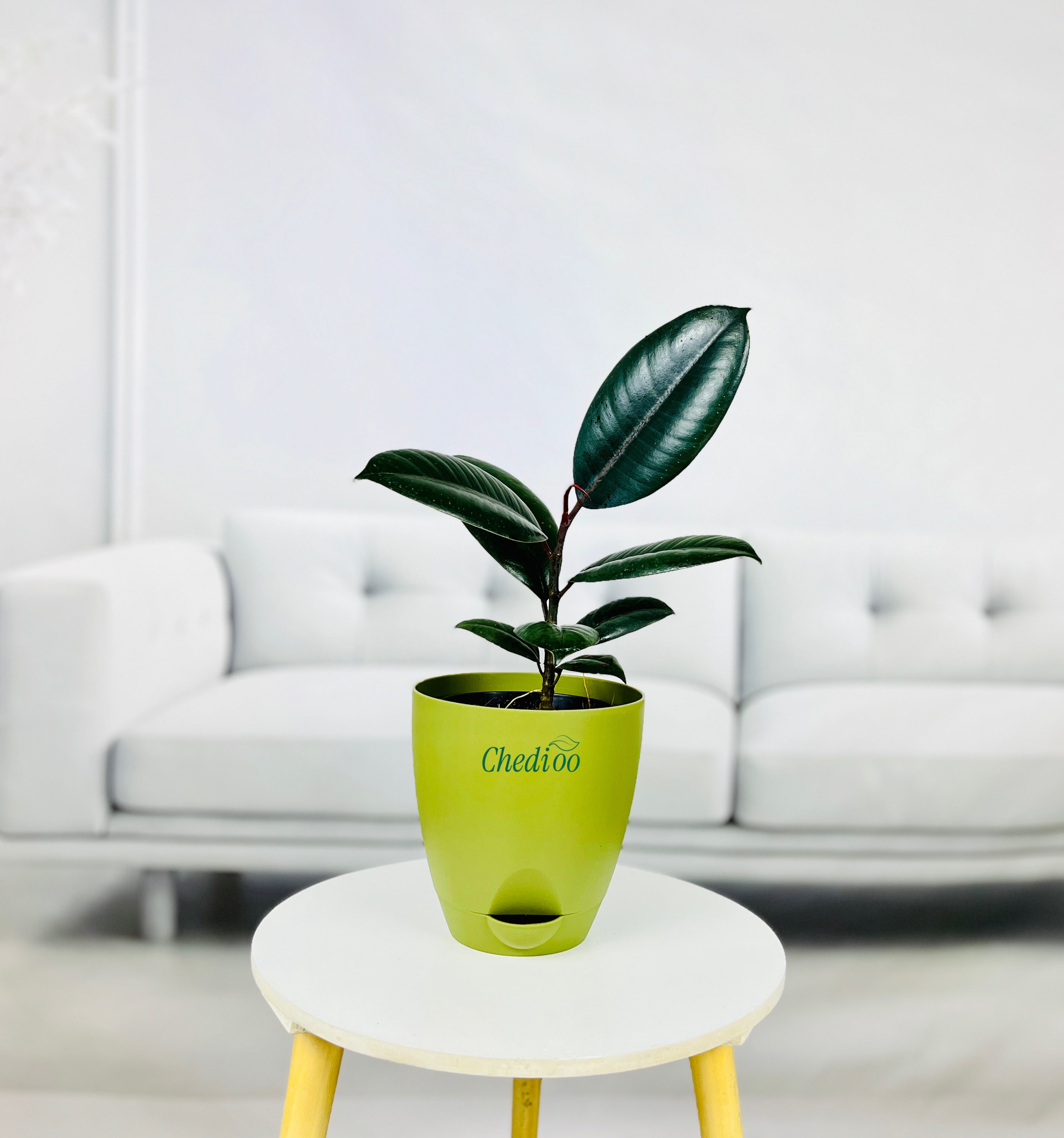 Rubber Plant