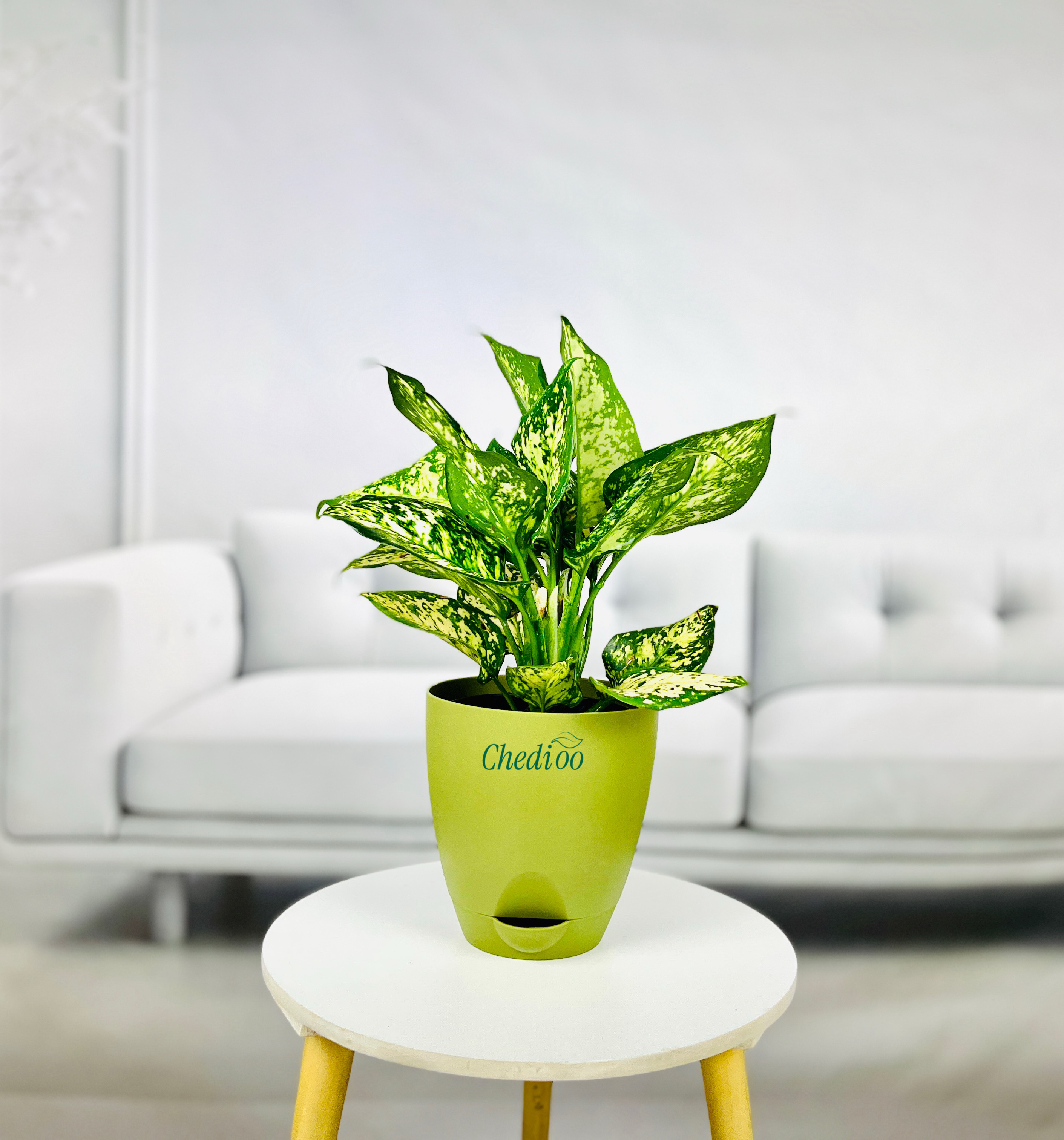 Aglaonema Spring Snow