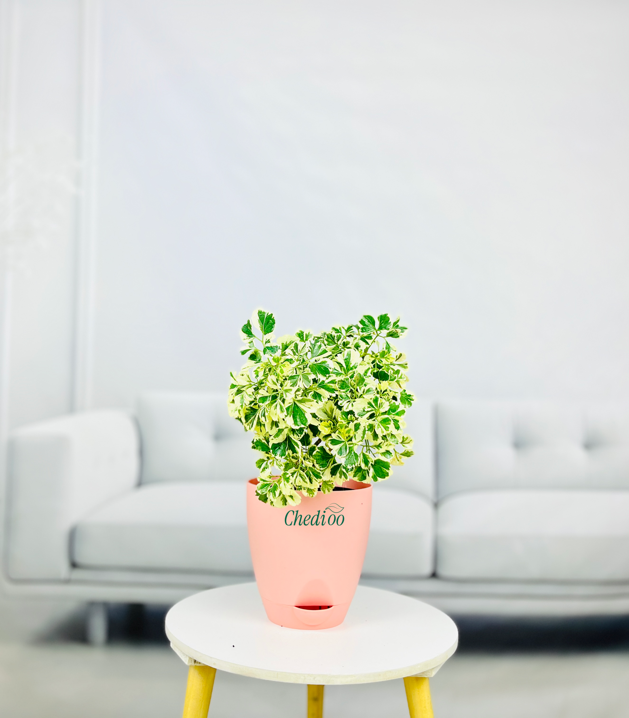 Aralia Variegated Mini Plant