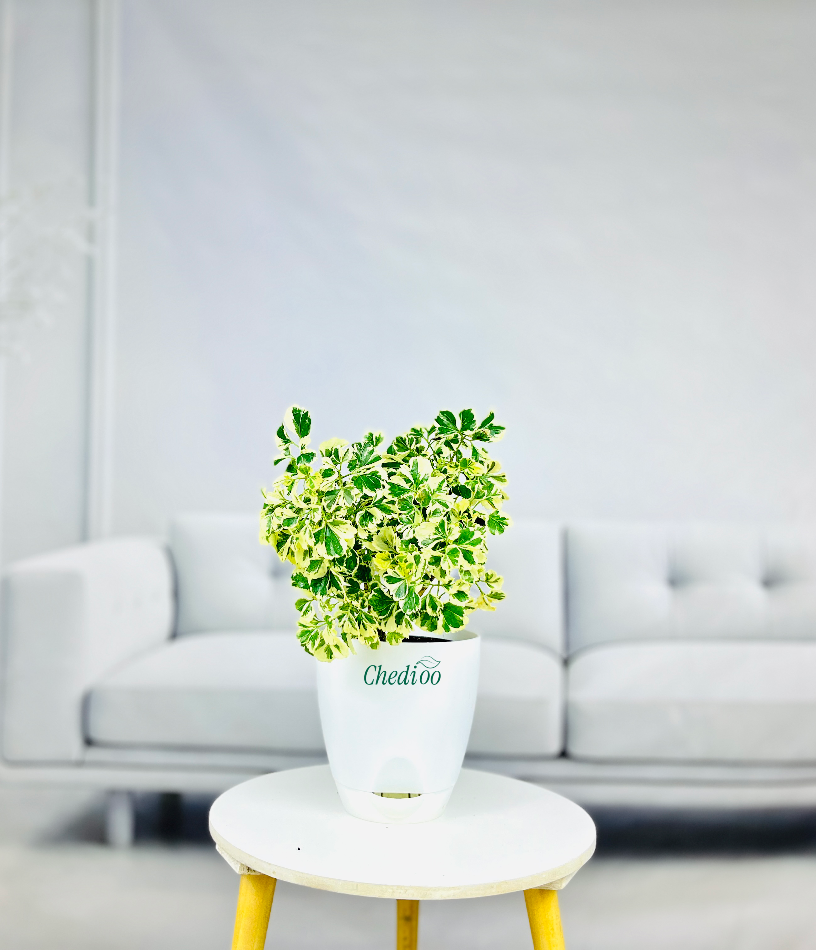 Aralia Variegated Mini Plant