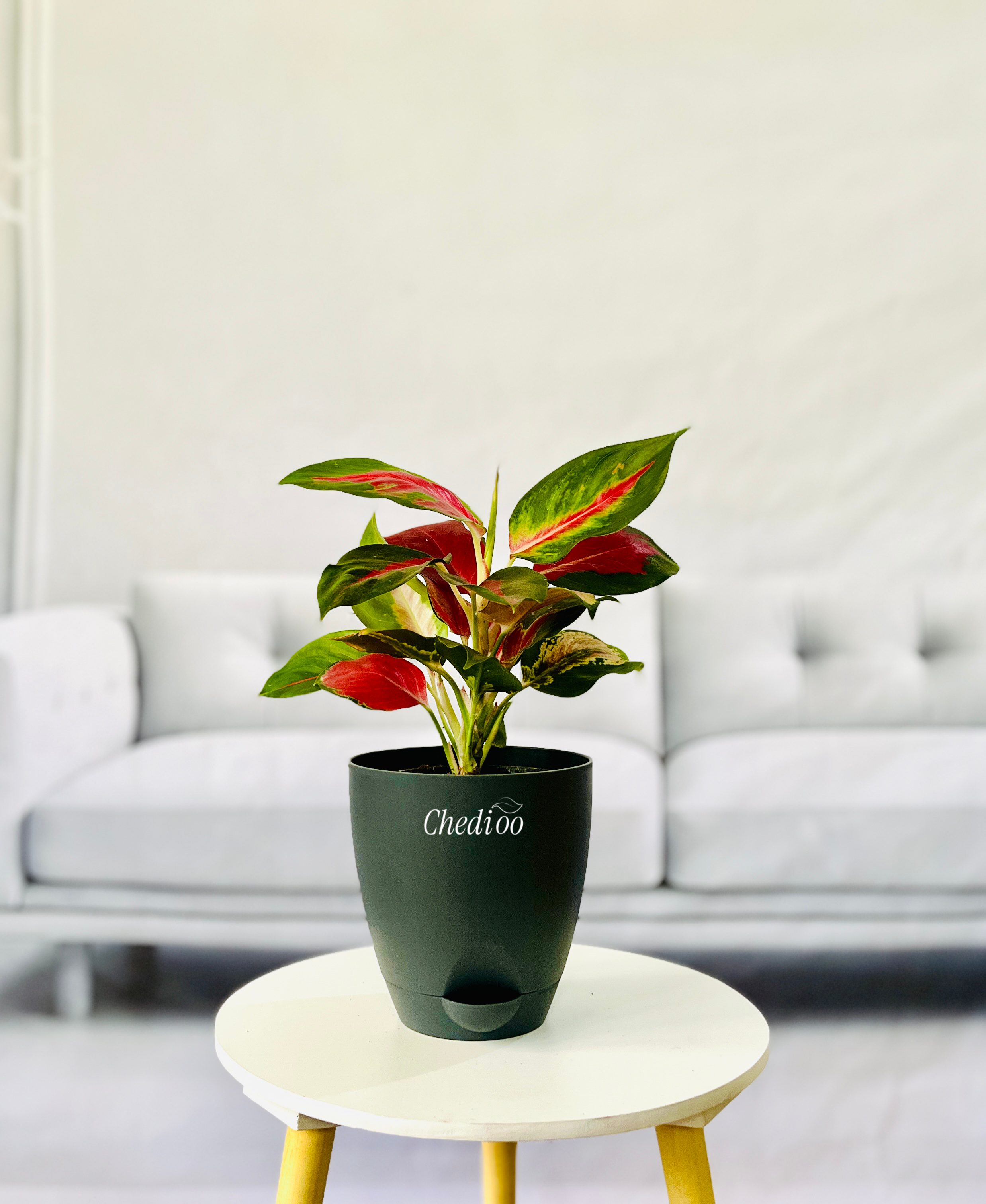 Aglaonema Kochin Cameleon