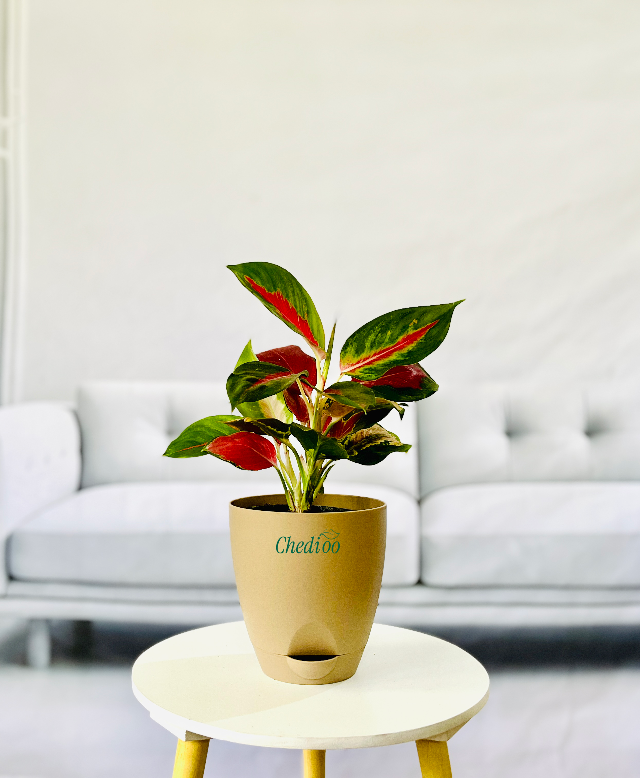 Aglaonema Kochin Cameleon