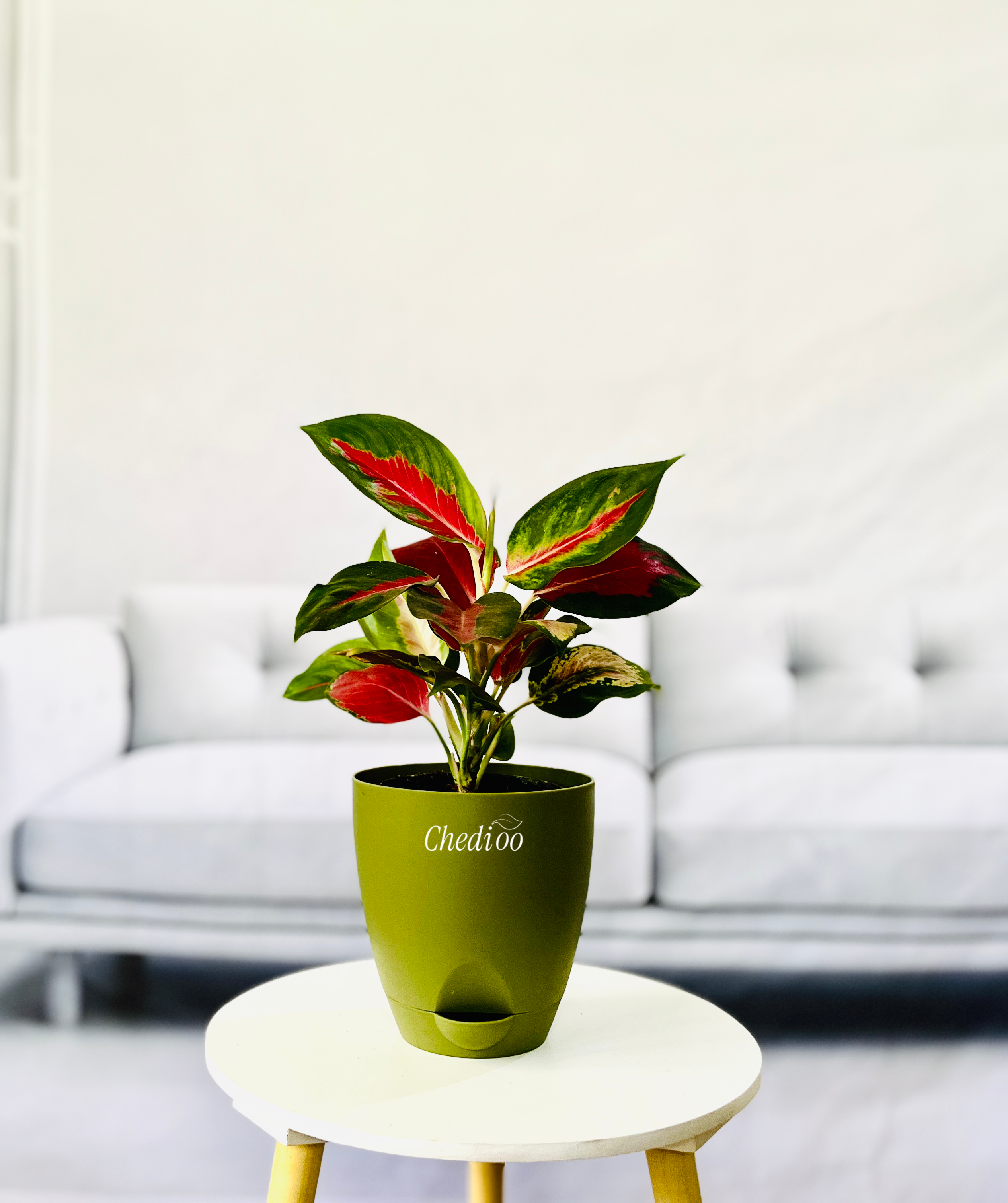 Aglaonema Kochin Cameleon