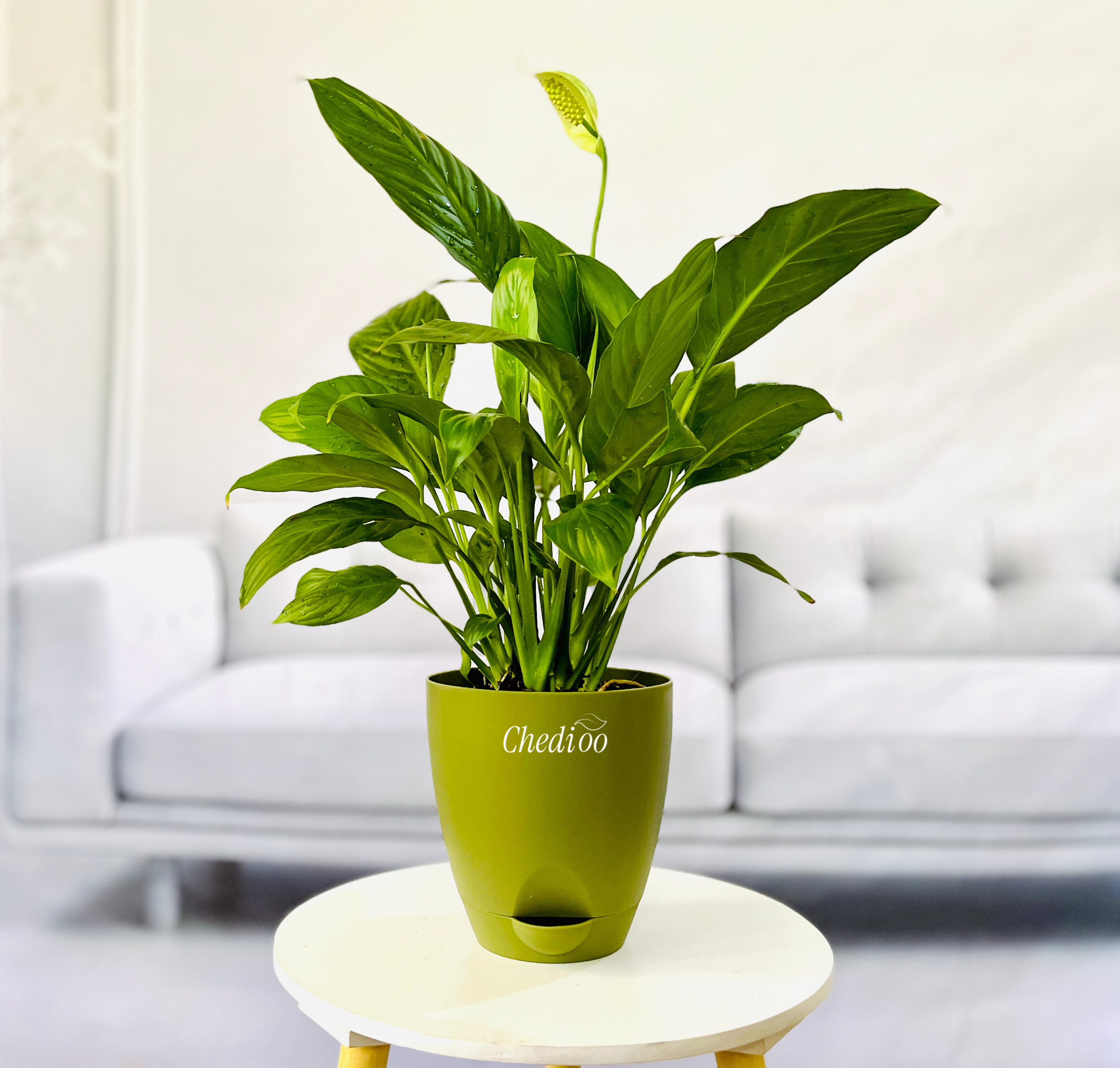 Peace Lily