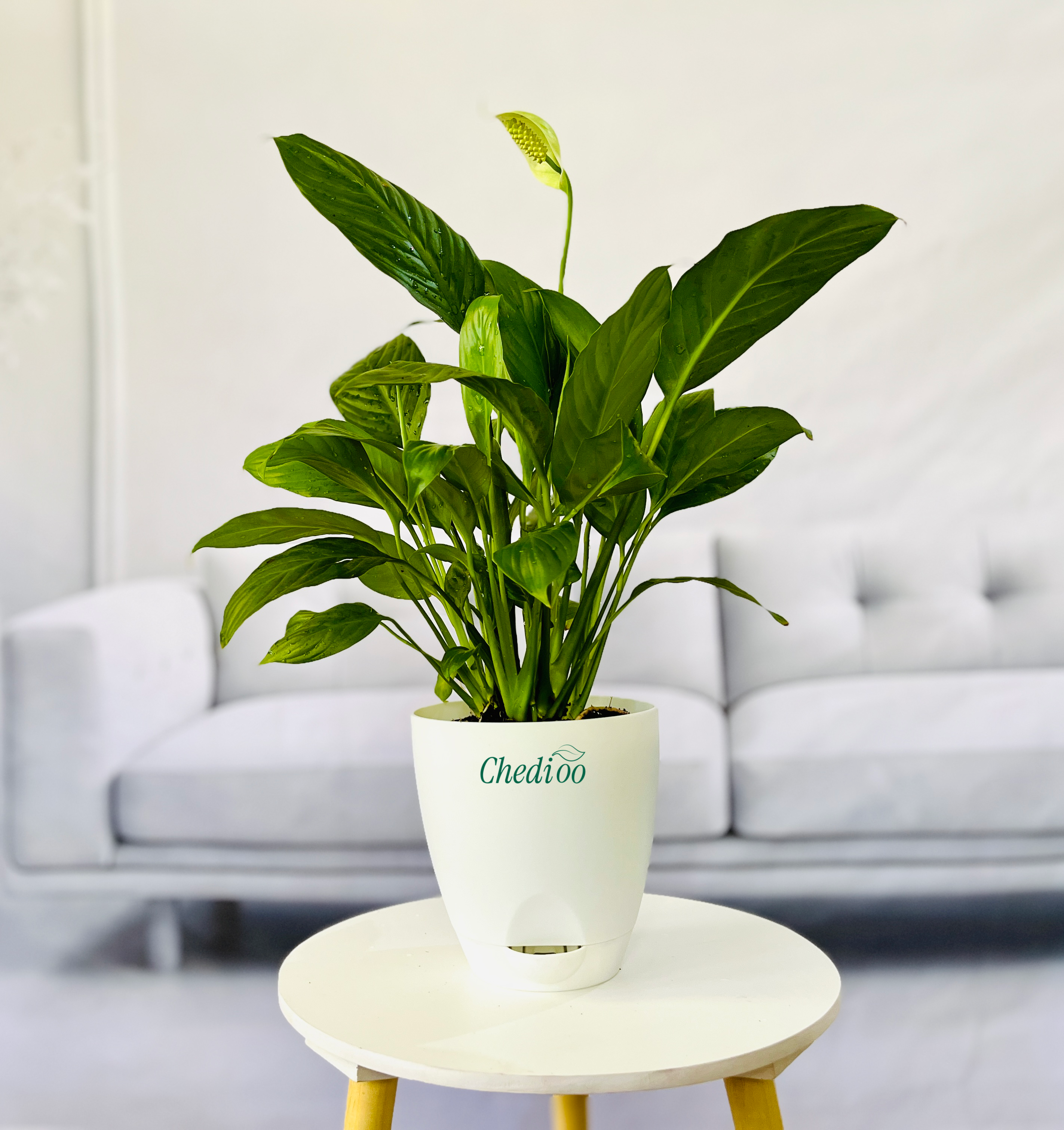 Peace Lily