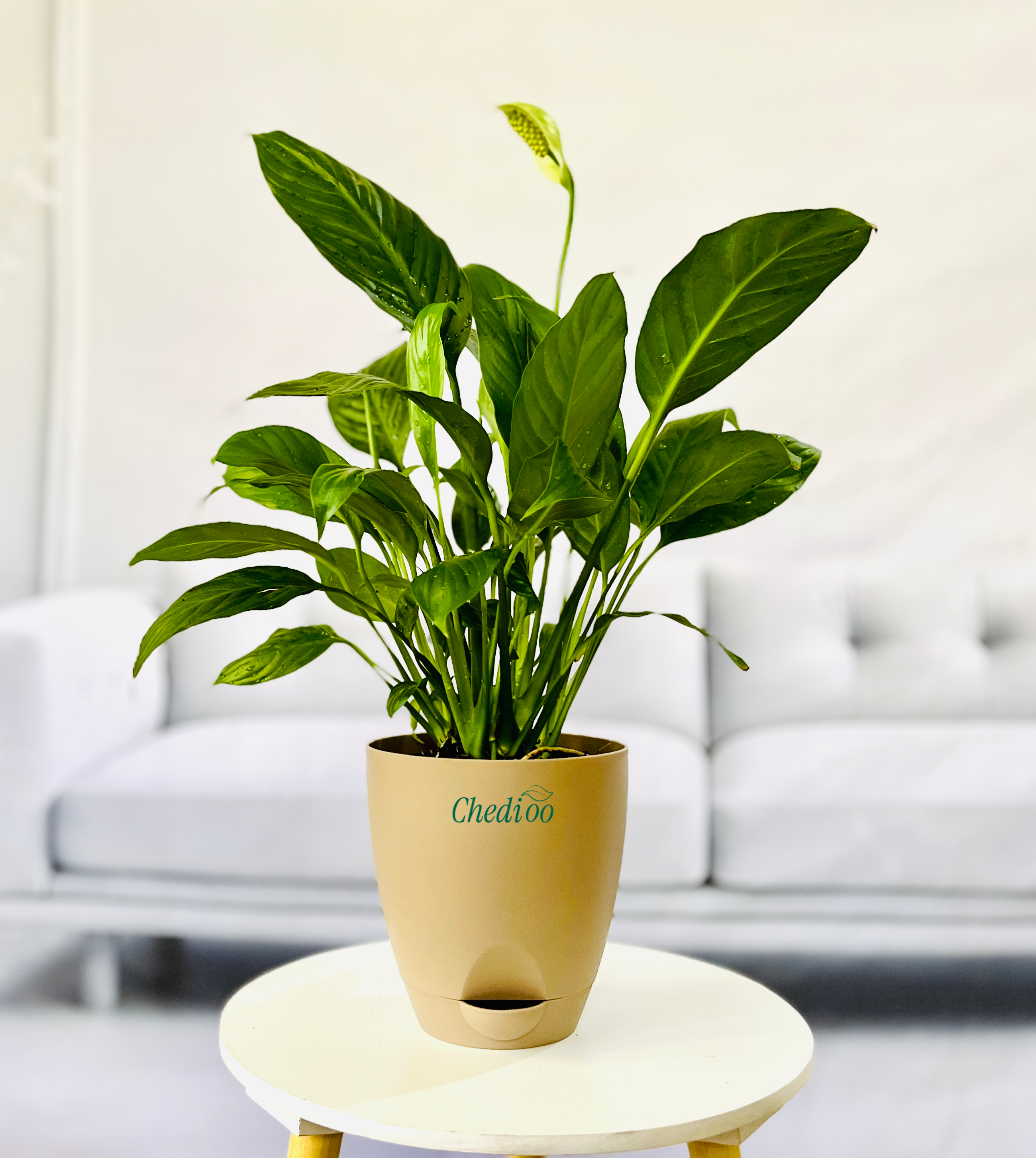 Peace Lily