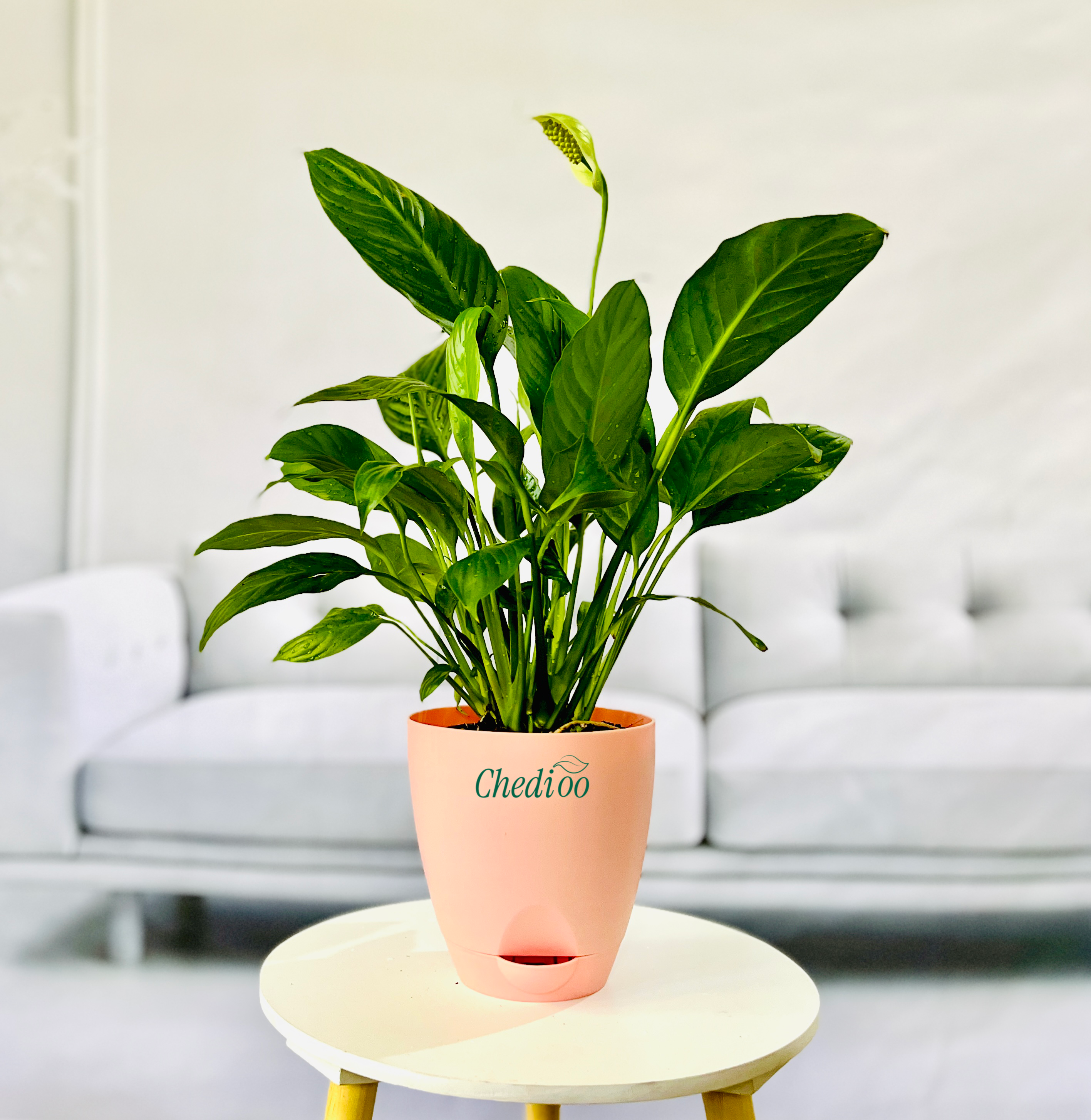 Peace Lily