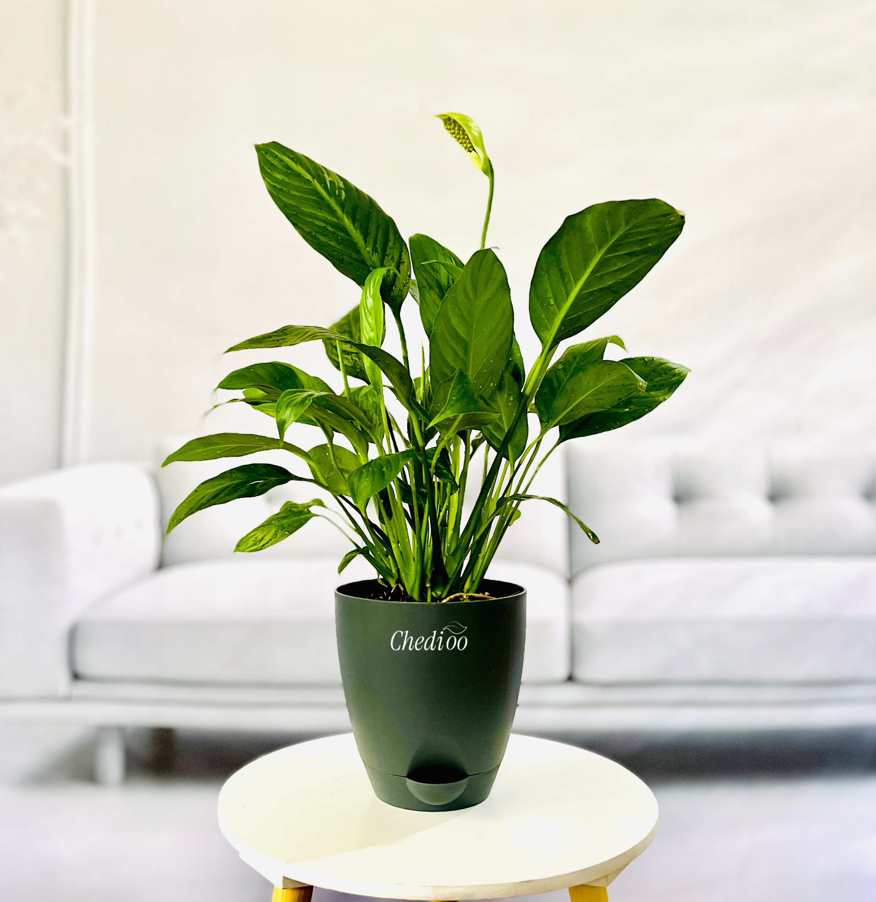 Peace Lily