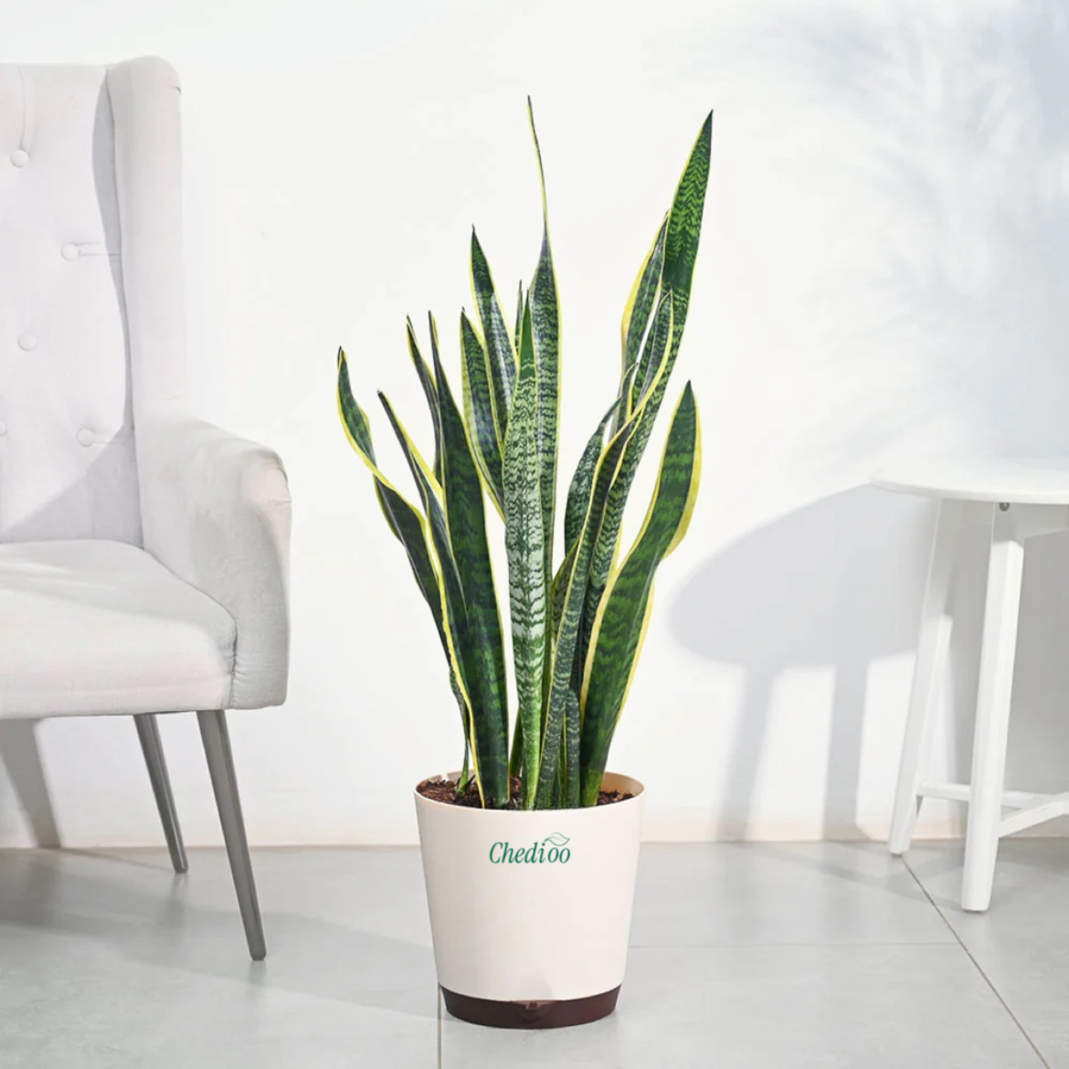 Snake ( Sansevieria ) Plant - XL