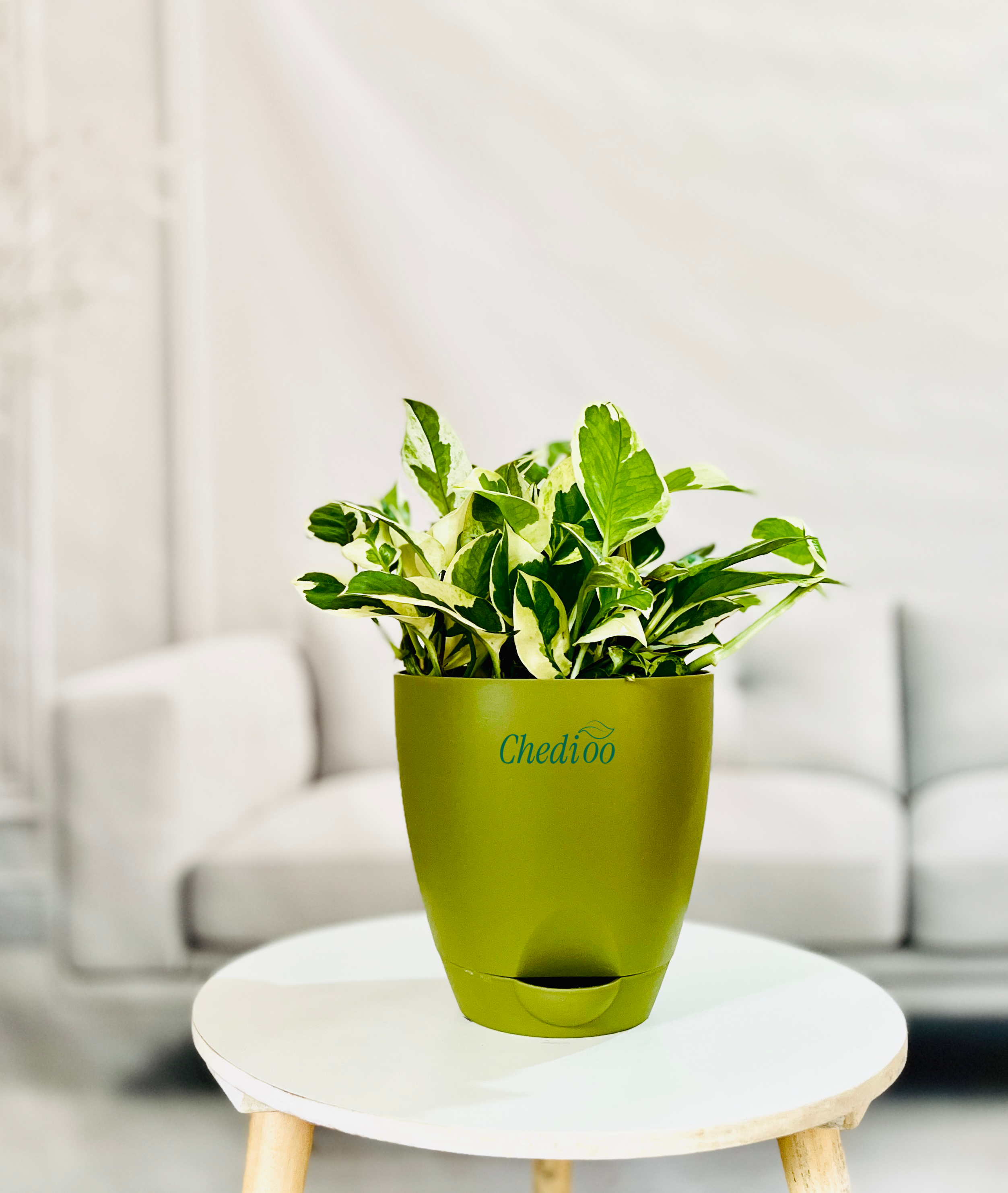 Money Plant Njoy