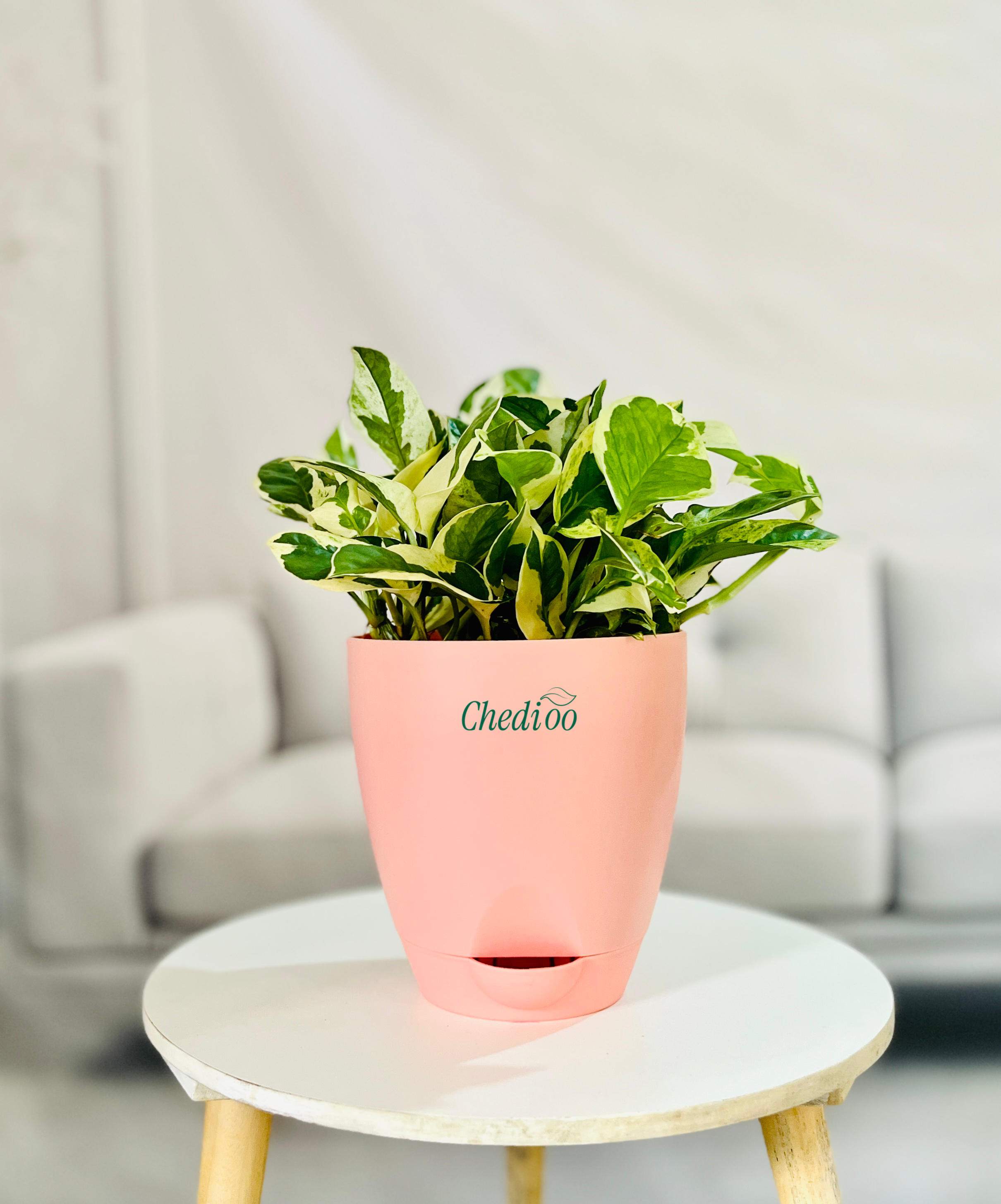 Money Plant Njoy