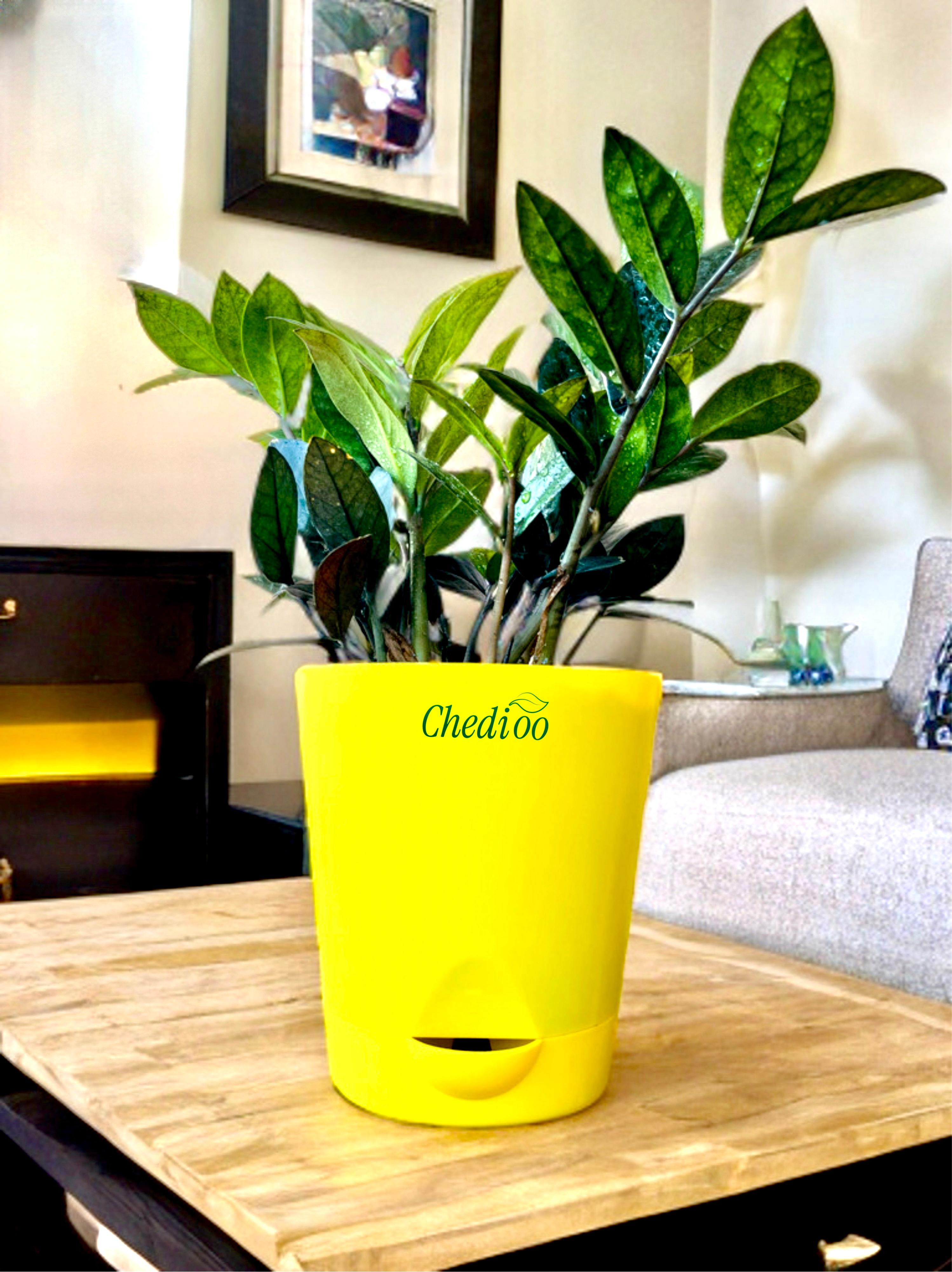 Zamia ZZ Black Plant