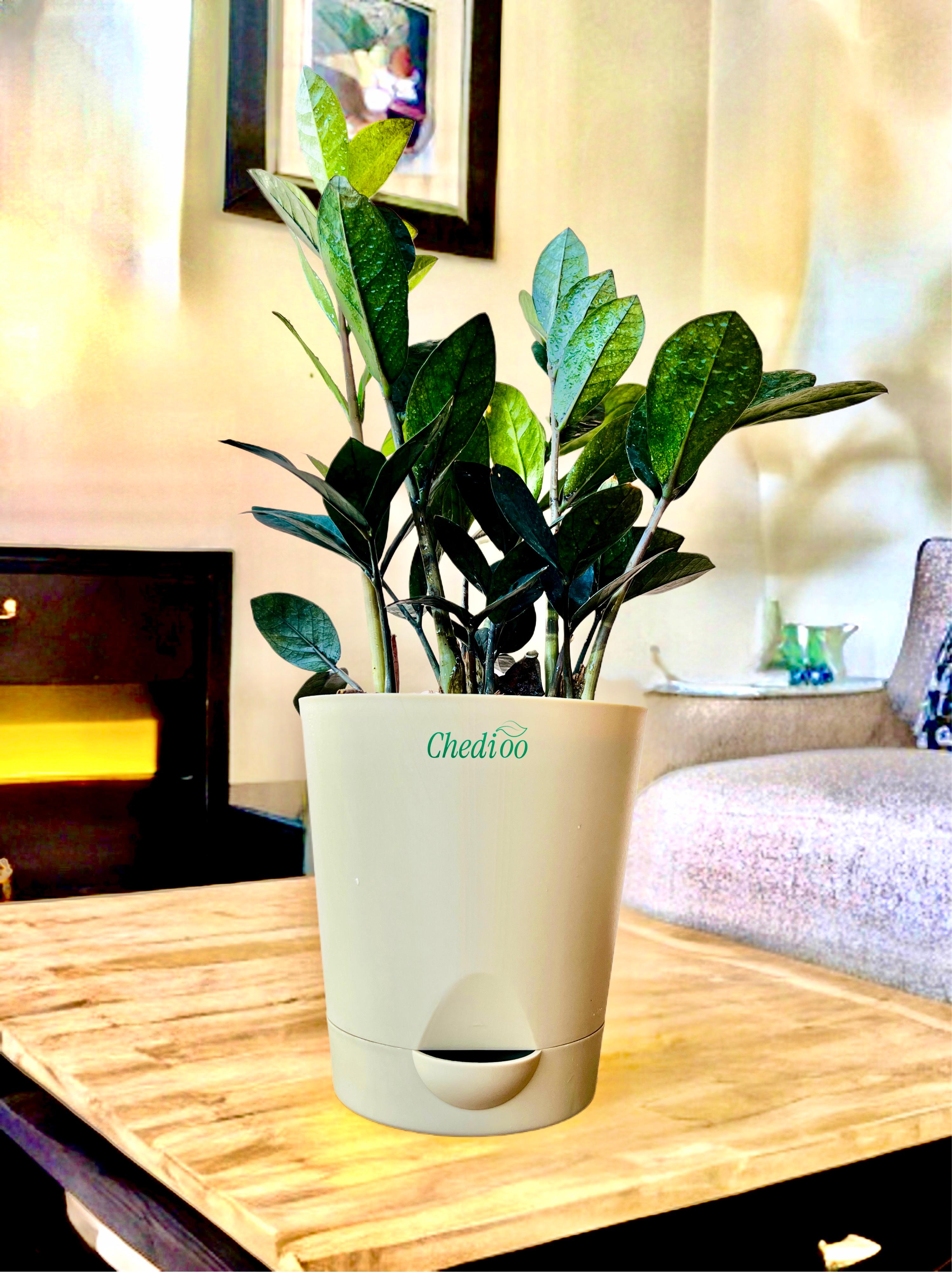 Zamia ZZ Black Plant