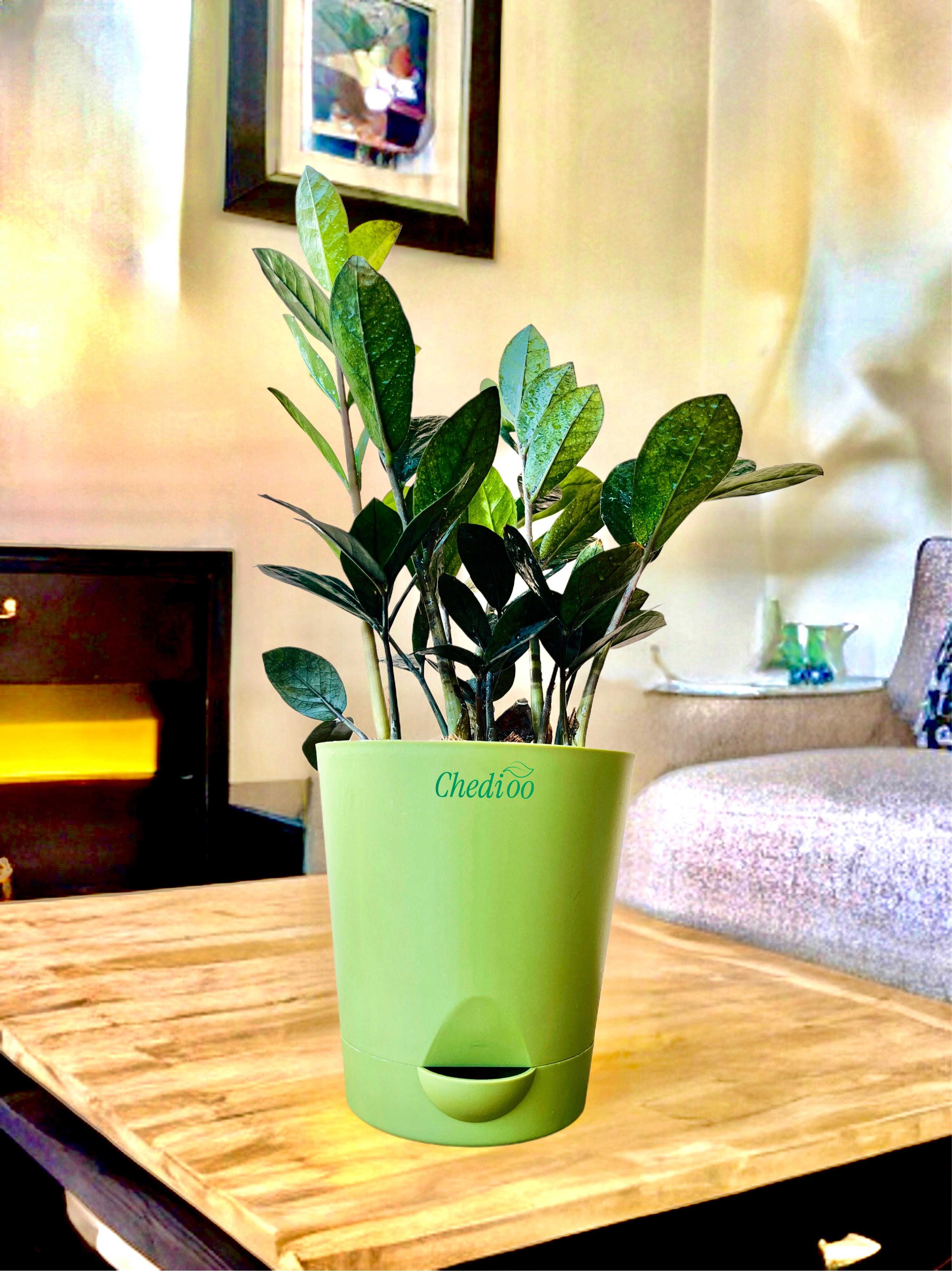 Zamia ZZ Black Plant