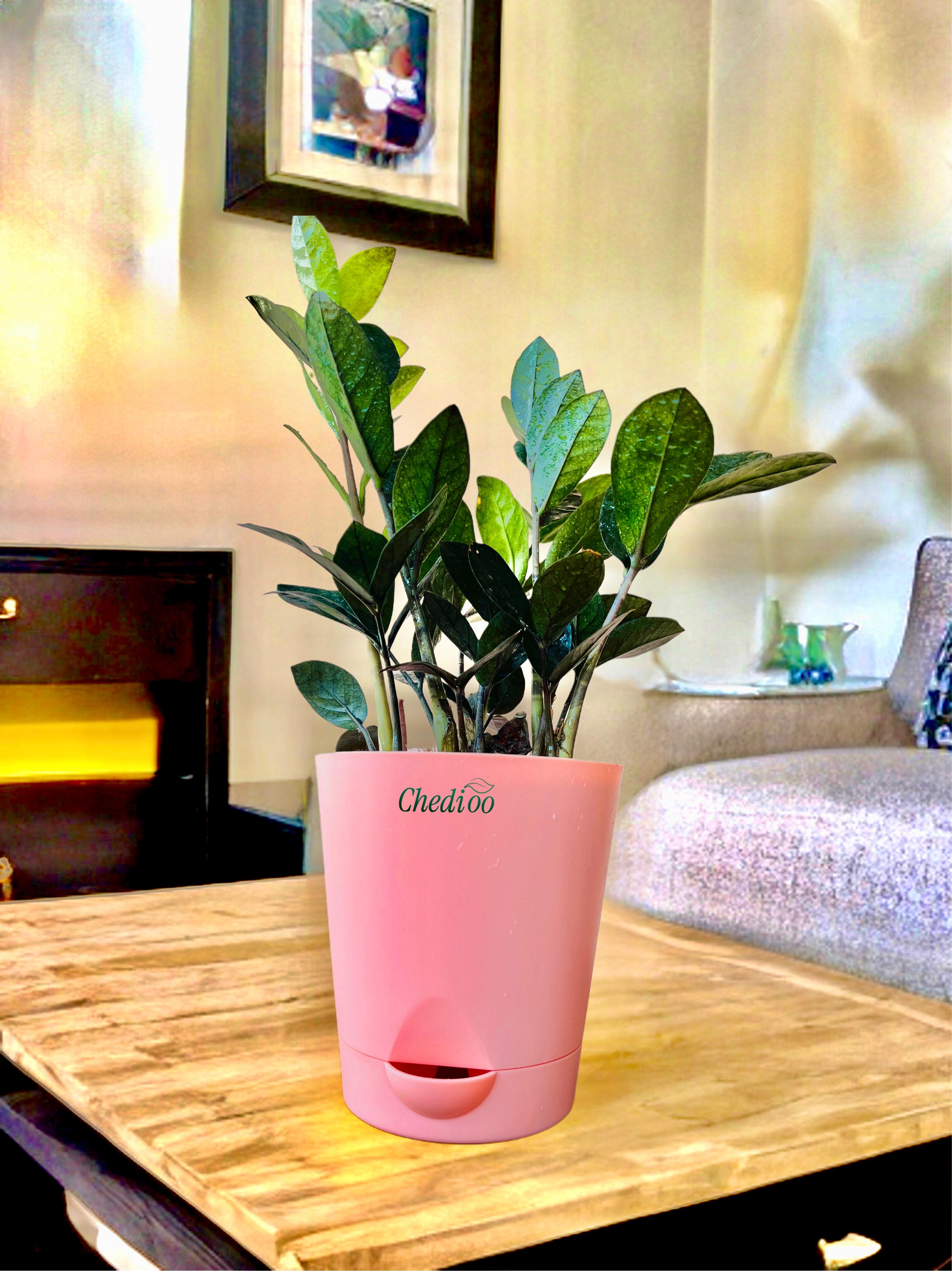Zamia ZZ Black Plant