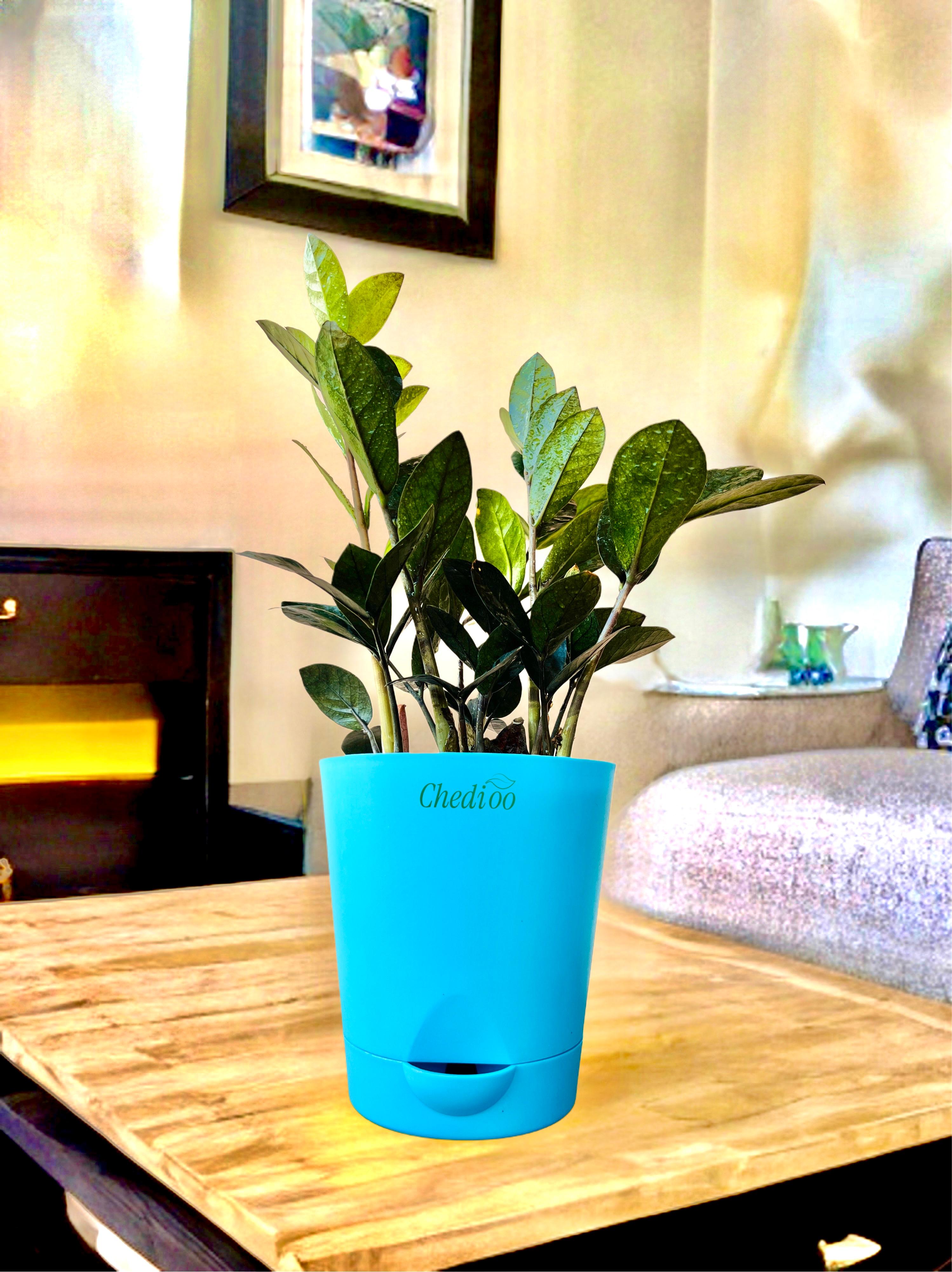 Zamia ZZ Black Plant