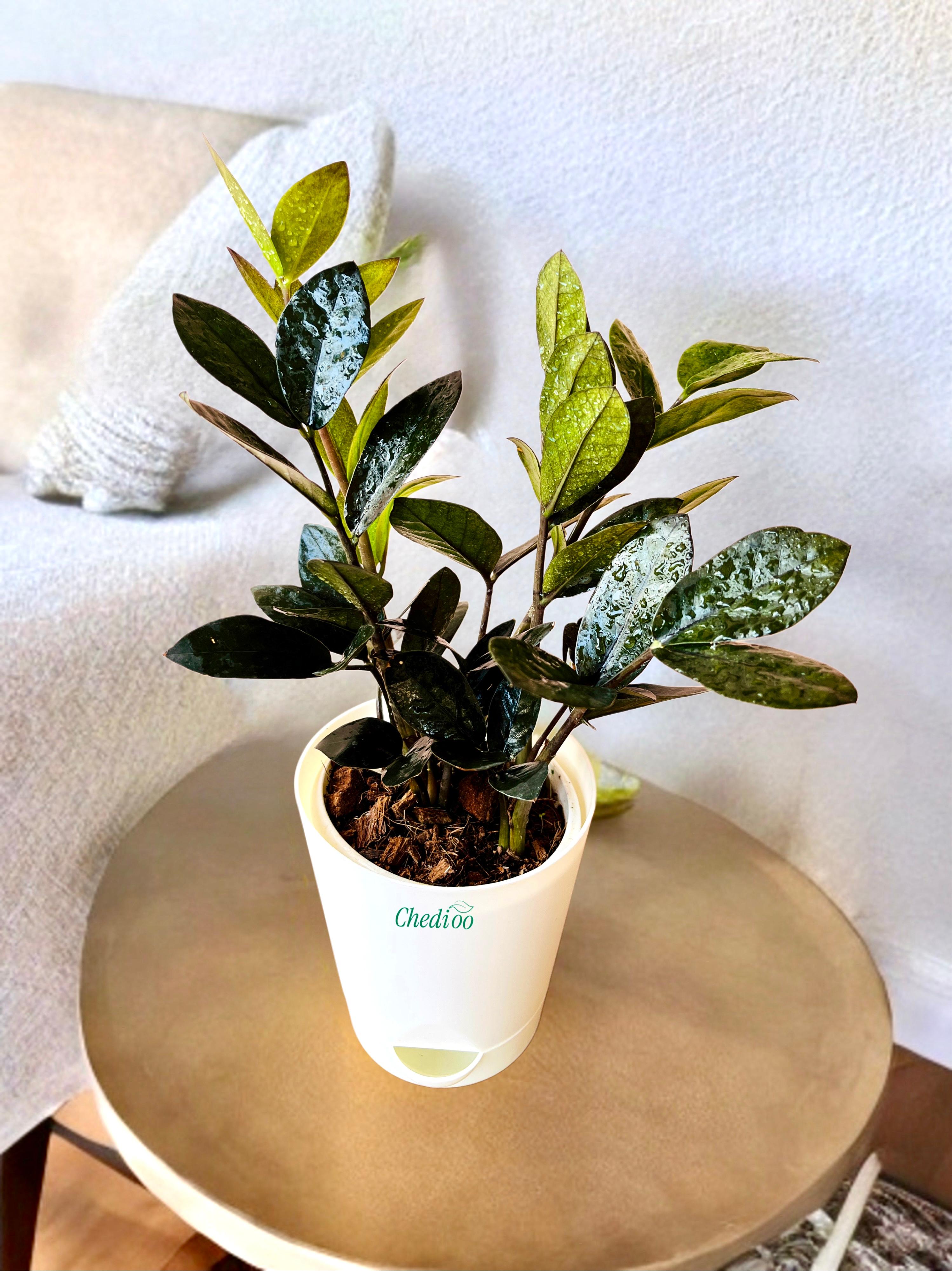Zamia ZZ Black Plant