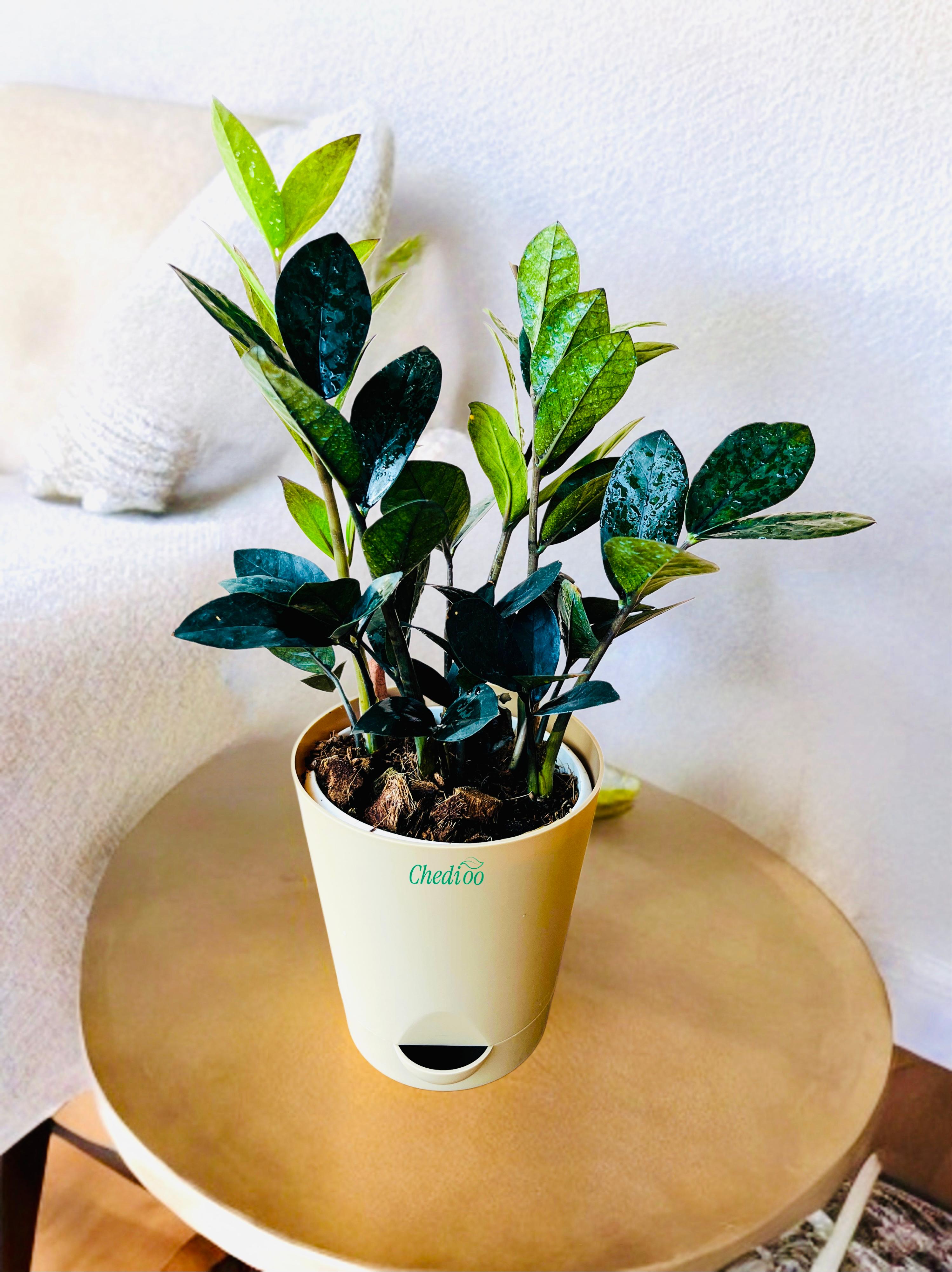Zamia ZZ Black Plant