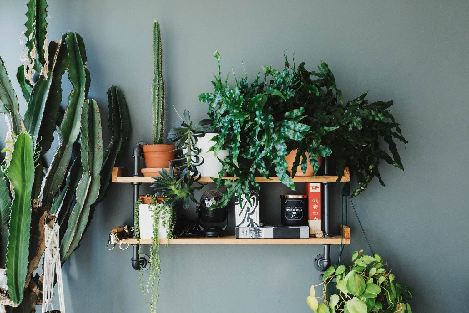 Science-Backed benefits of indoor plants