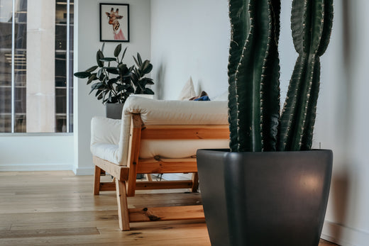 Why House Plants are Important