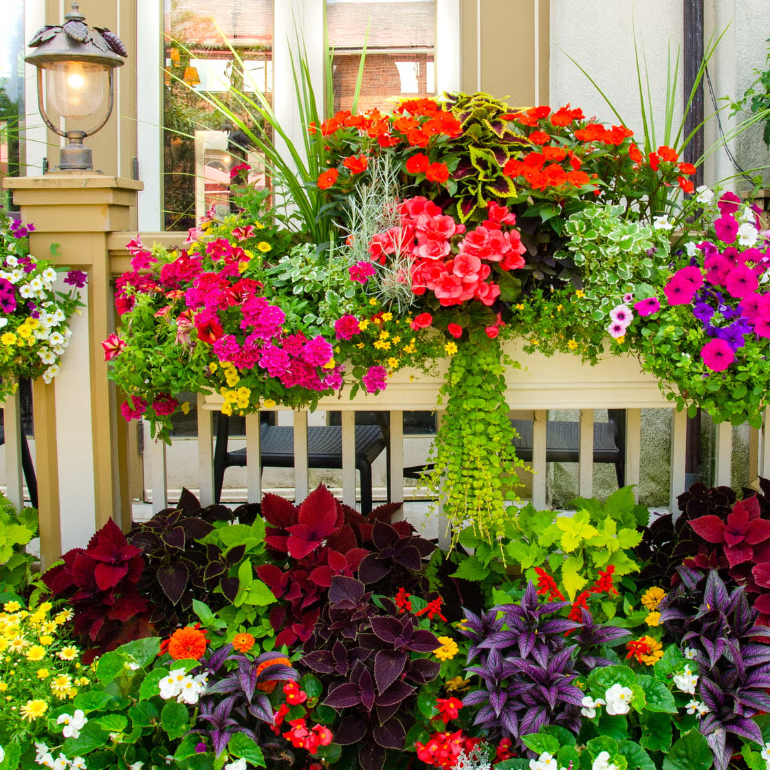 Outdoor Plants