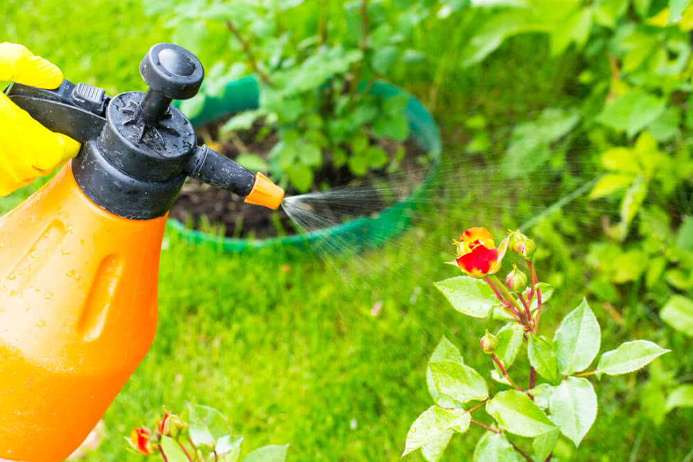 Pest Control