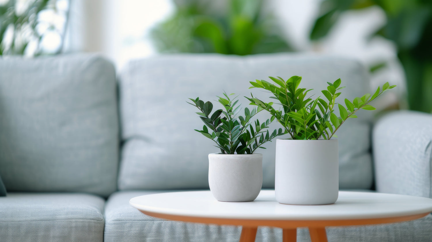 Air purifying Plants