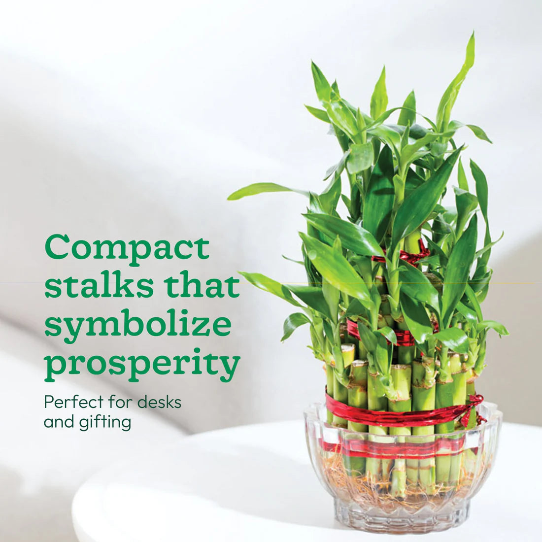 Lucky Bamboo Plant - 3 Layer