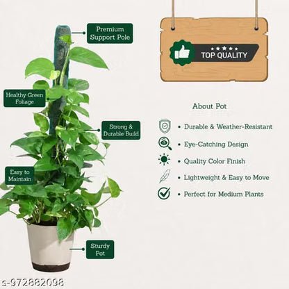 Moistick Moss &amp; Coir Pole 2 Ft