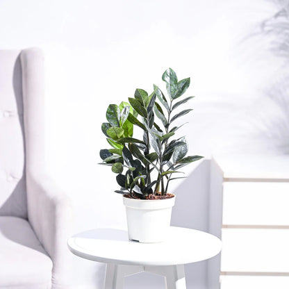 Zamia ZZ Black Plant
