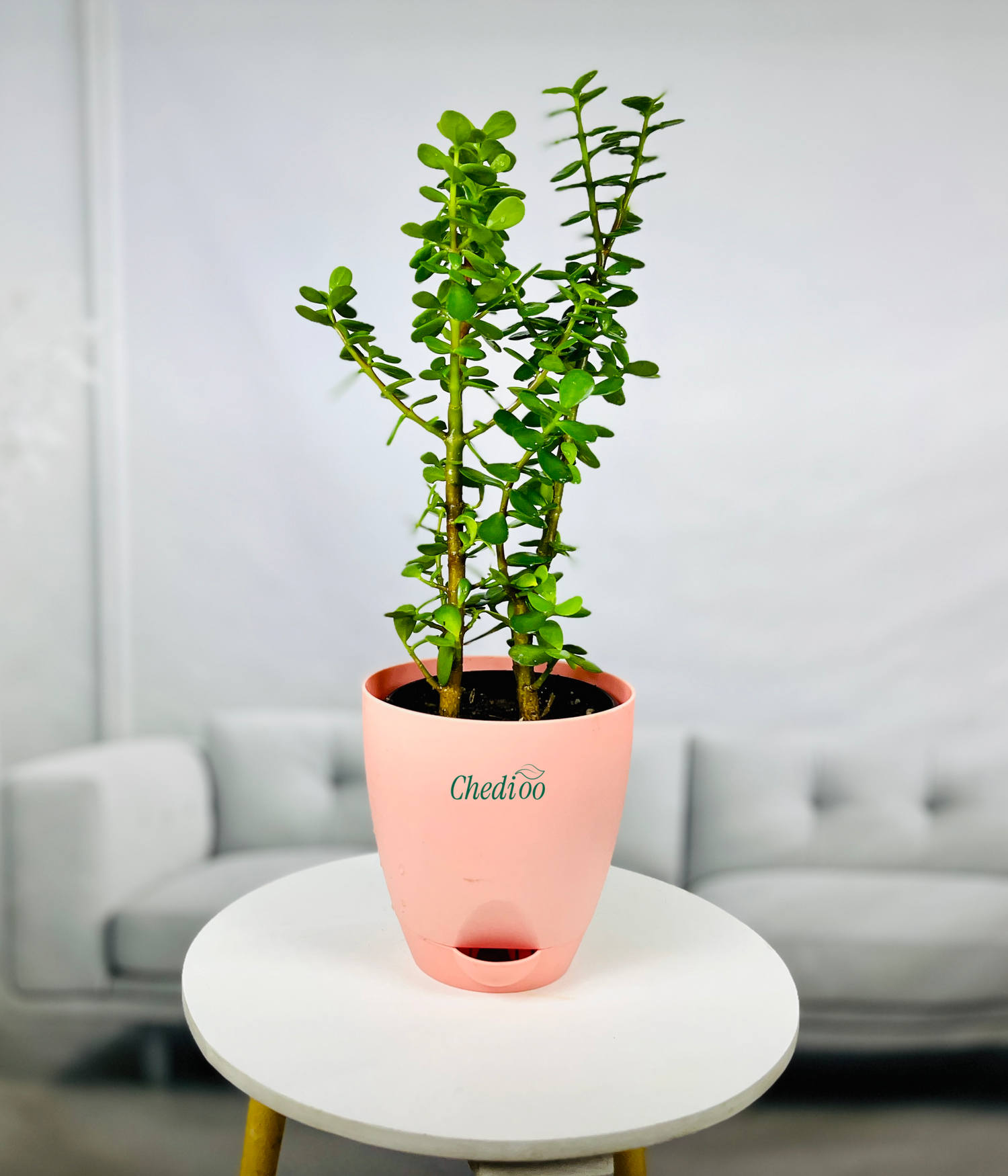 Jade Plant Mini