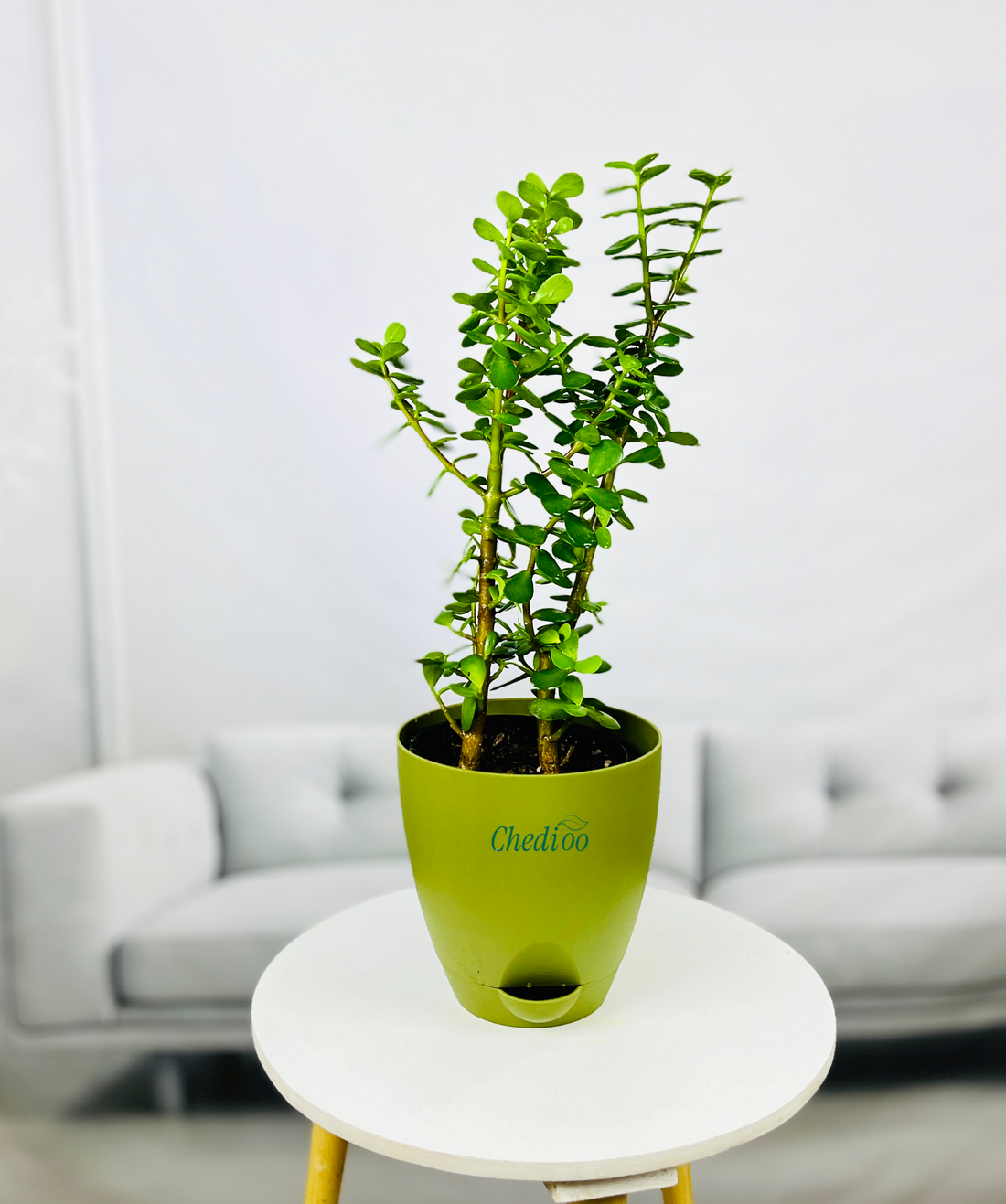 Jade Plant Mini