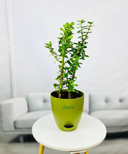 Jade Plant Mini