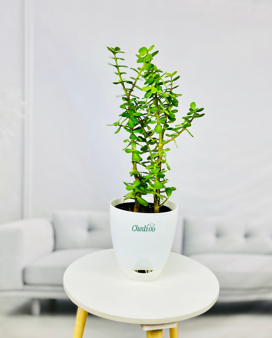 Jade Plant Mini