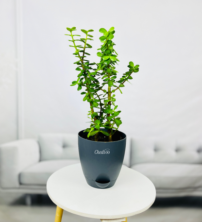 Jade Plant Mini