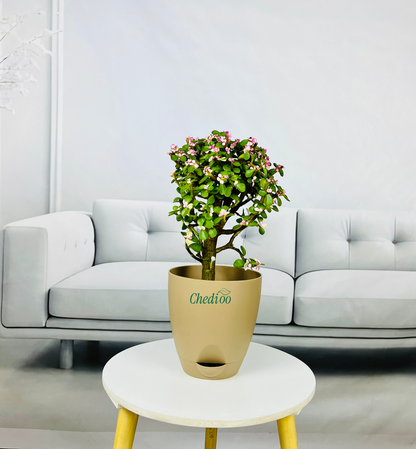 Pink Beauty Jade
