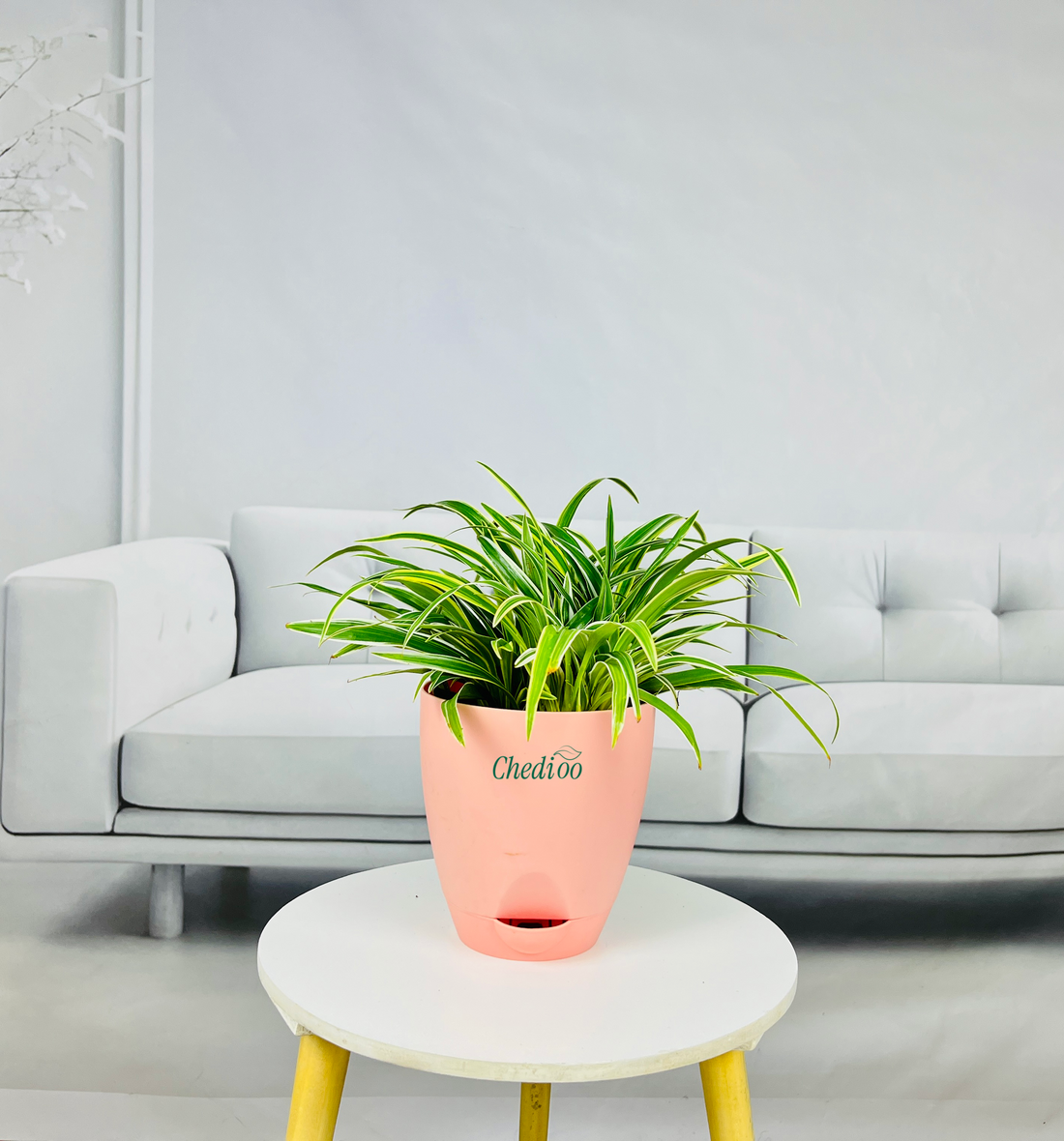 Spider Plant