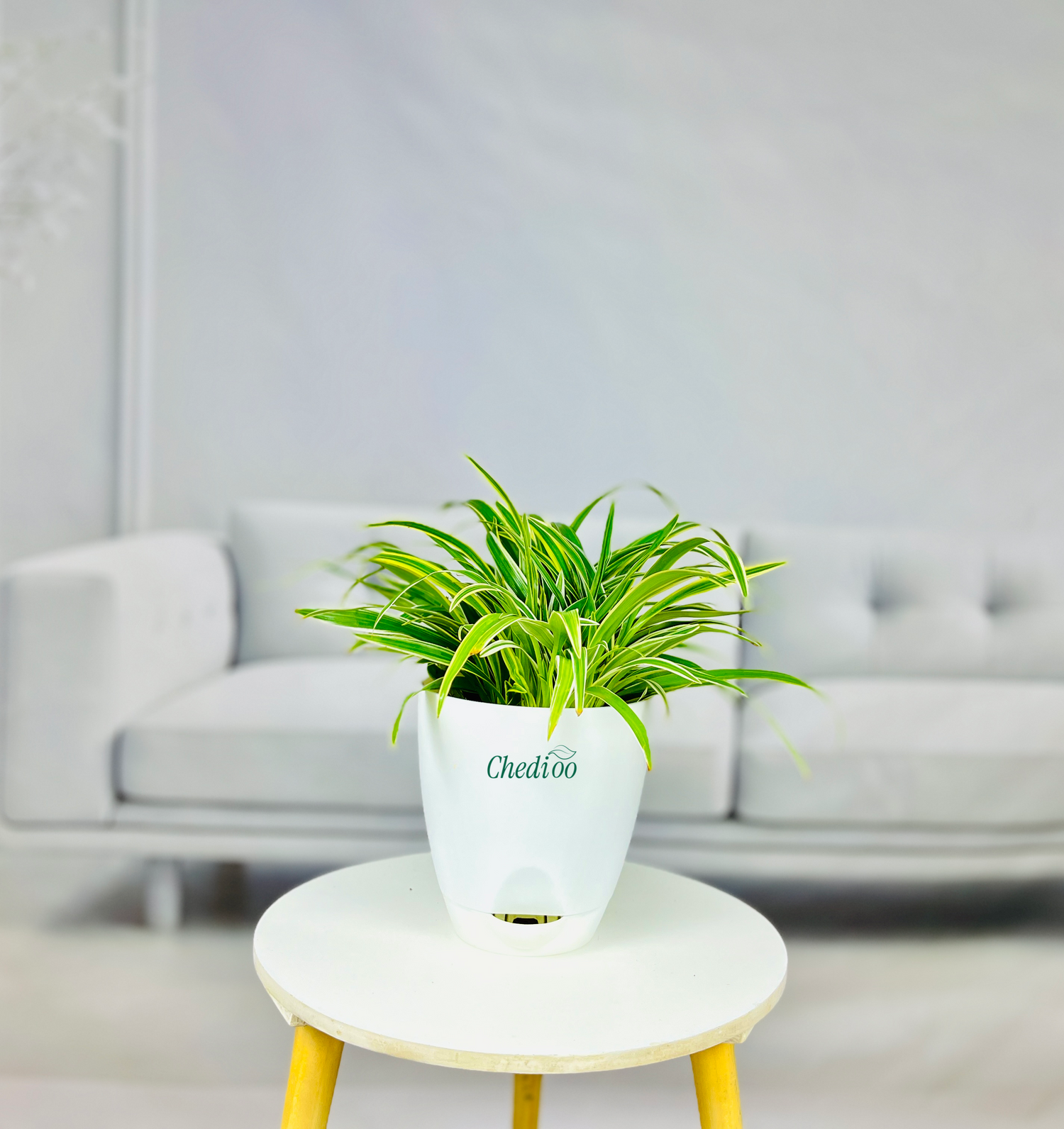Spider Plant