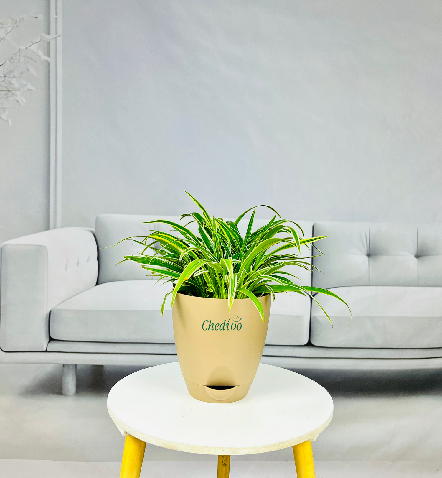 Spider Plant