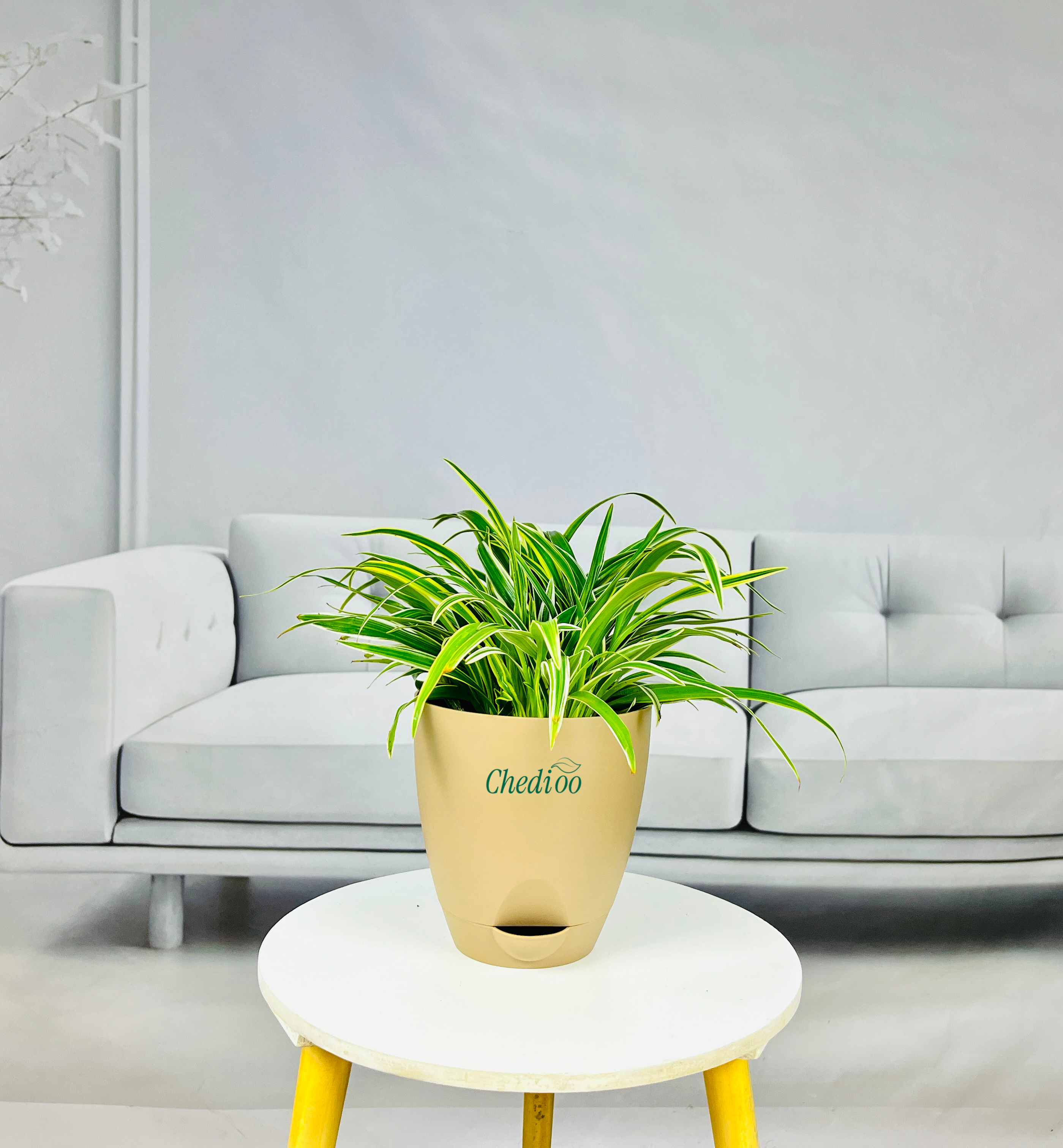 Spider Plant