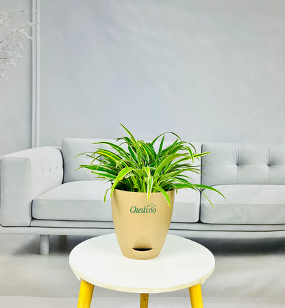 Spider Plant