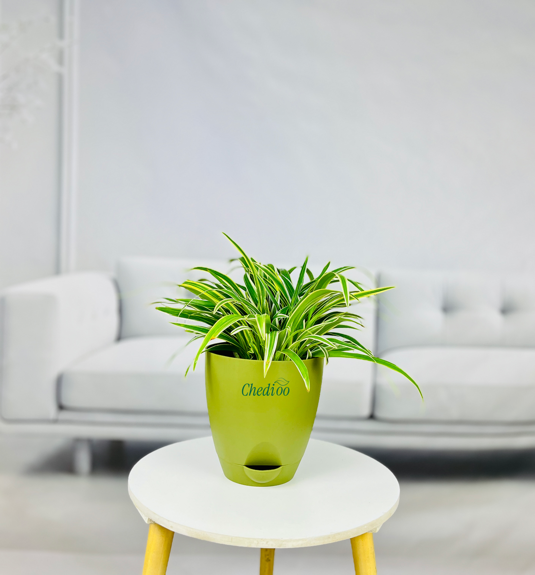 Spider Plant