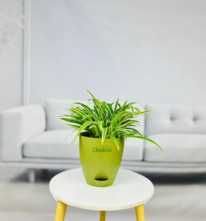 Spider Plant