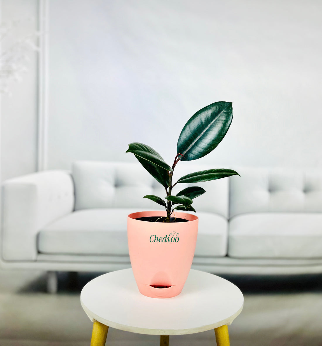 Rubber Plant