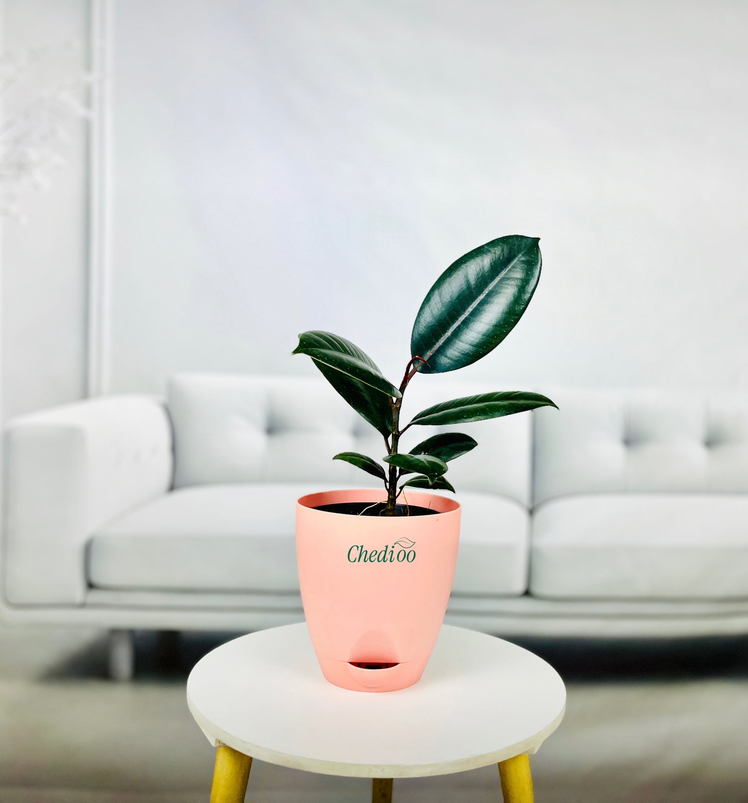 Rubber Plant